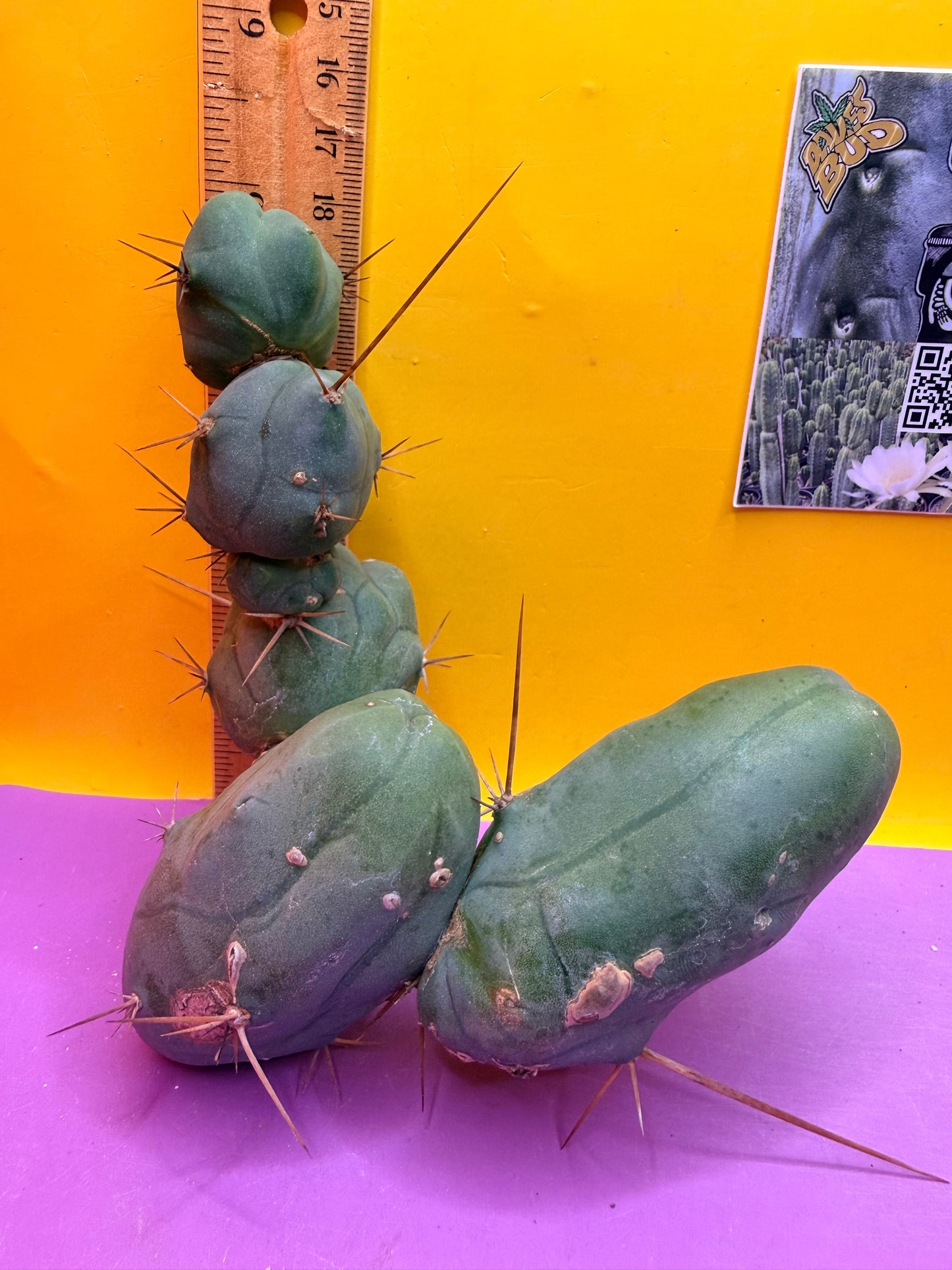 TBM !!!! 5 segment branching !