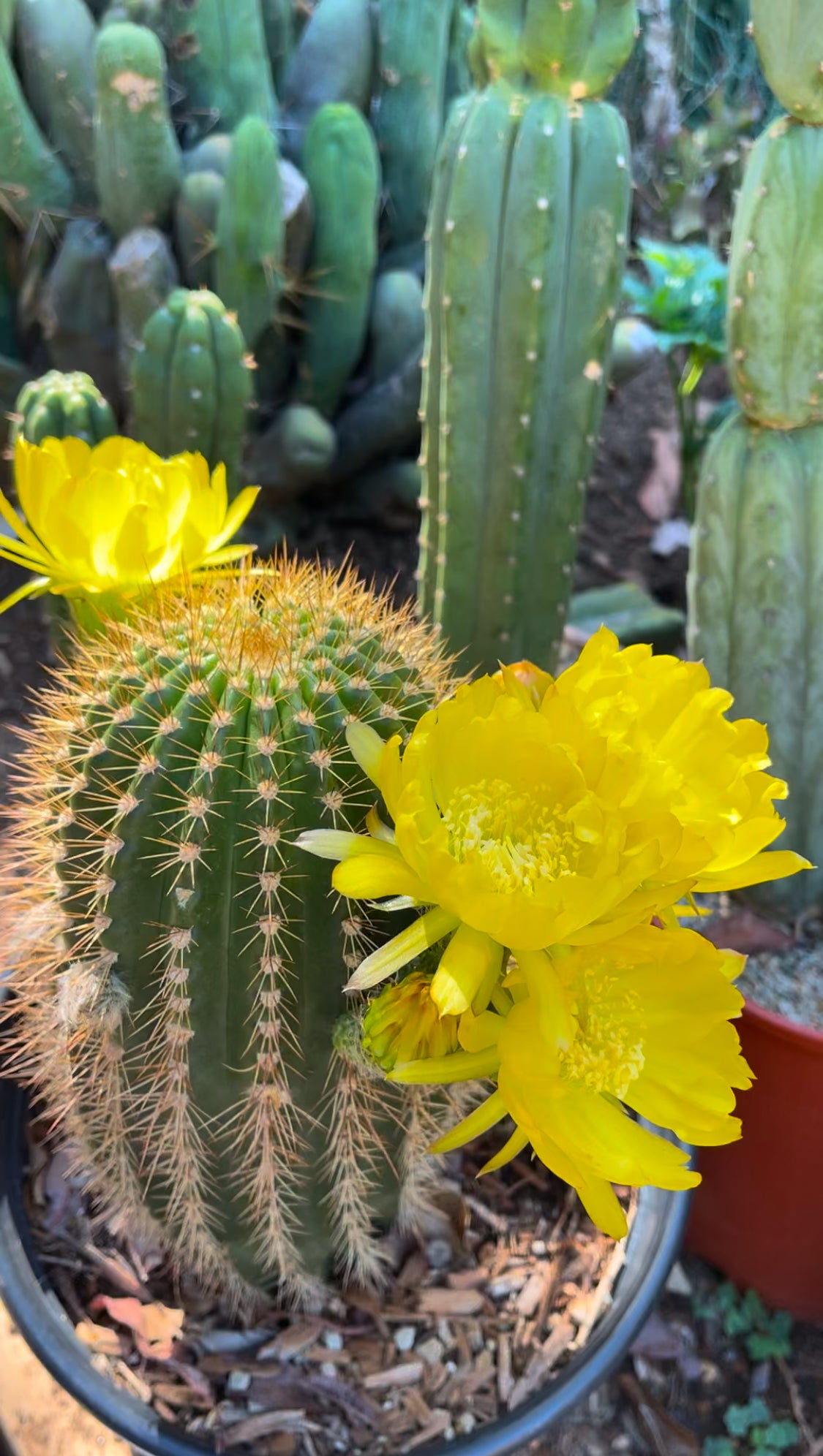 Yellow flowering trichocereus seeds - 25 seeds