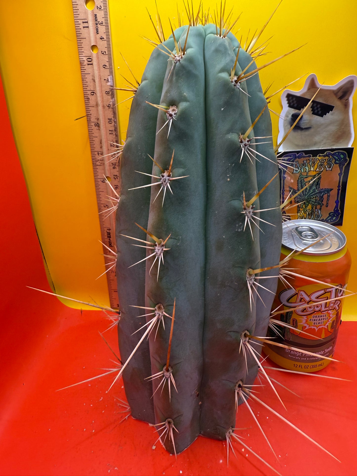 TRICHOCEREUS MACROGONUS !