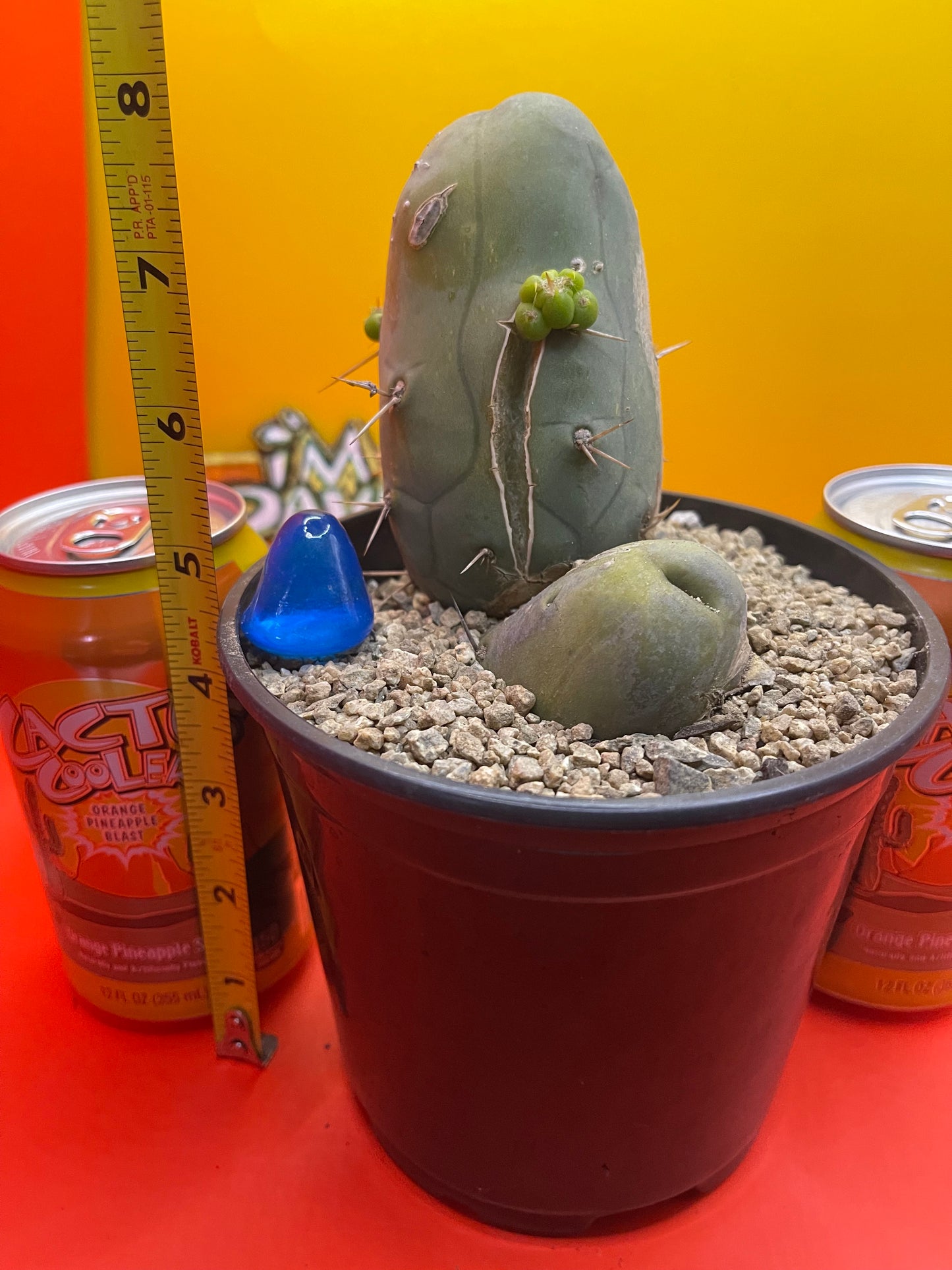 Tbm CACTUS