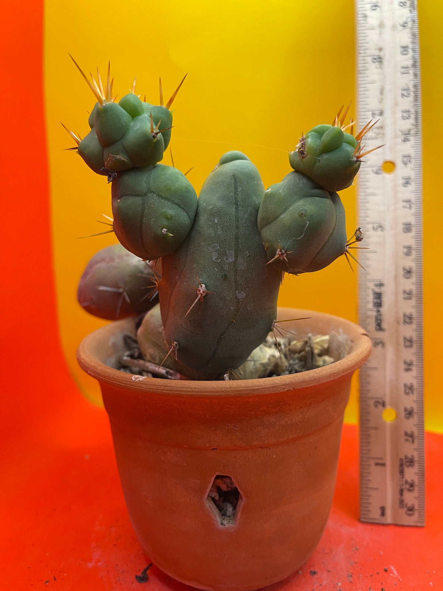 Monstrose cactus - - TBM shortform type b