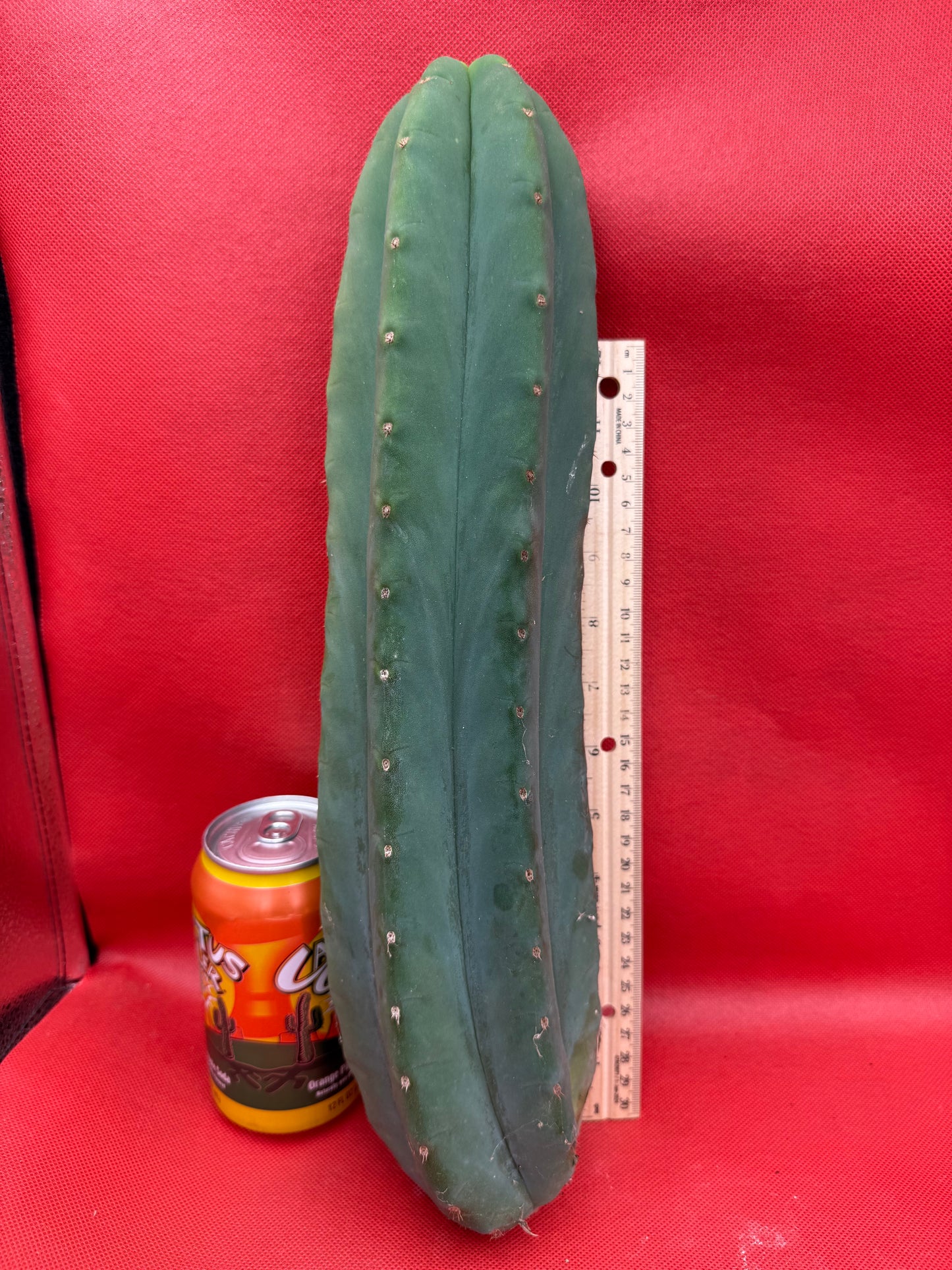 FAT and Tall Cahuilla Tip!!!