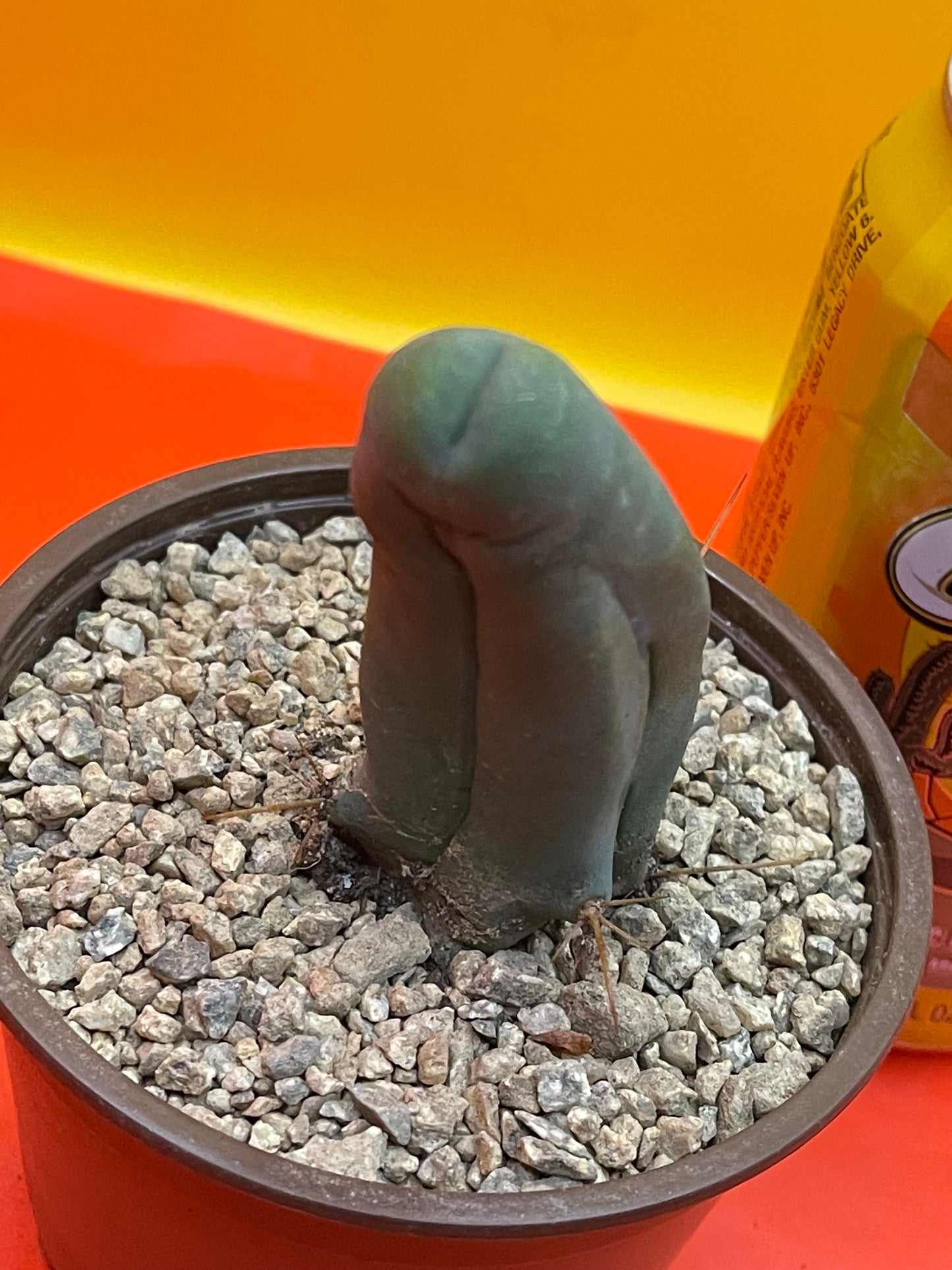 Tbm in pot