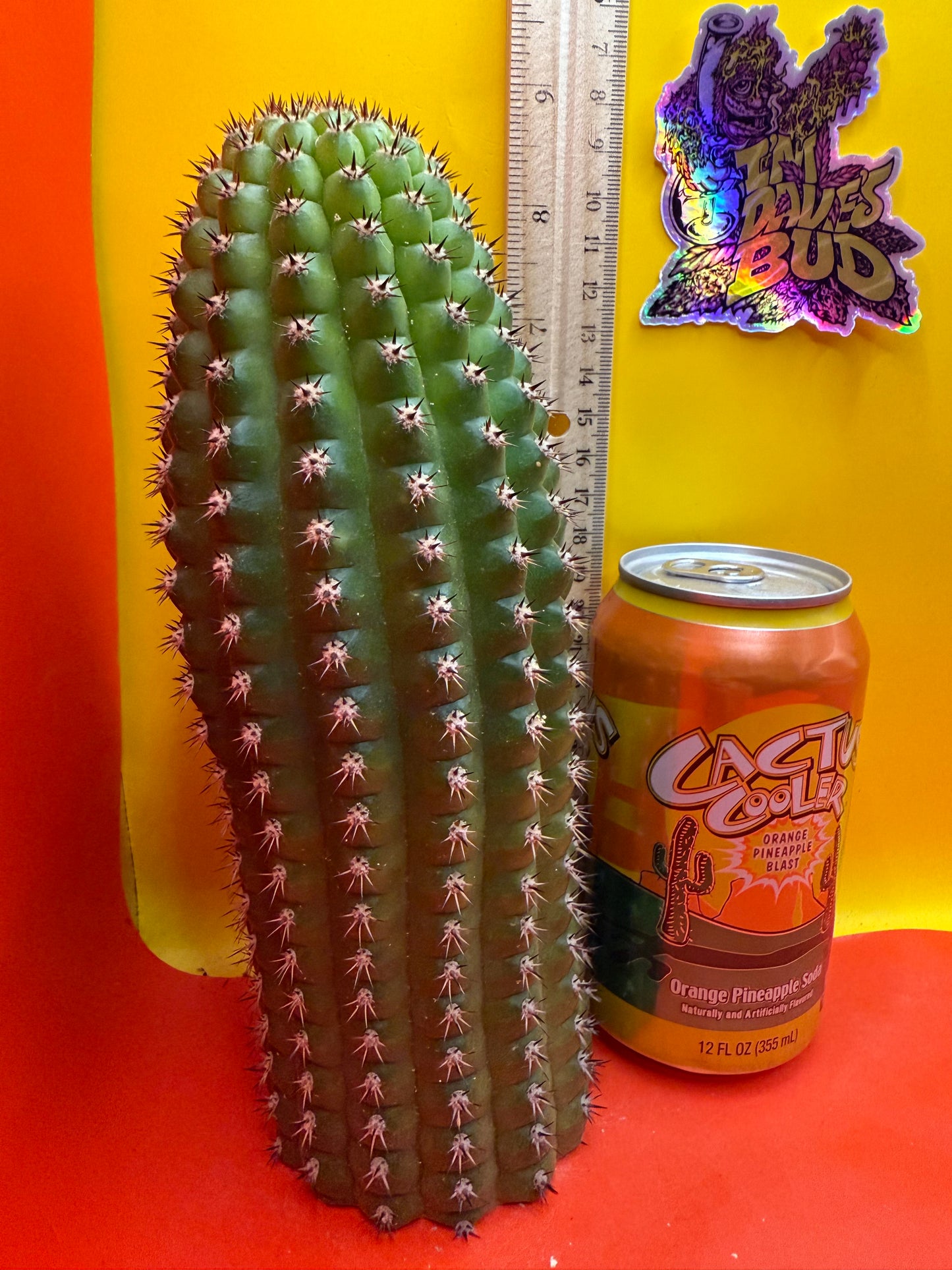 Trichocereus Brevispinulosus