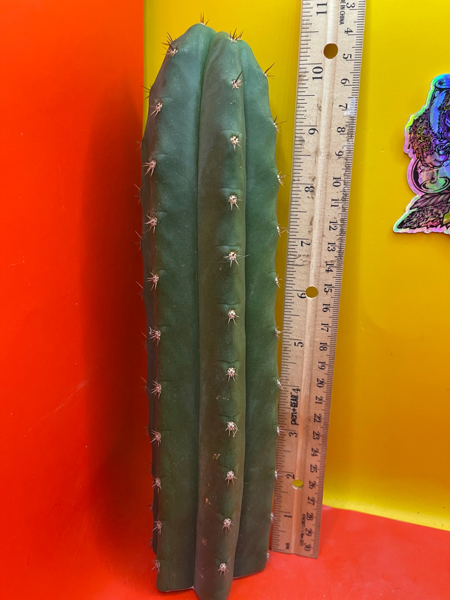 Trichocereus pallarensis x tpm