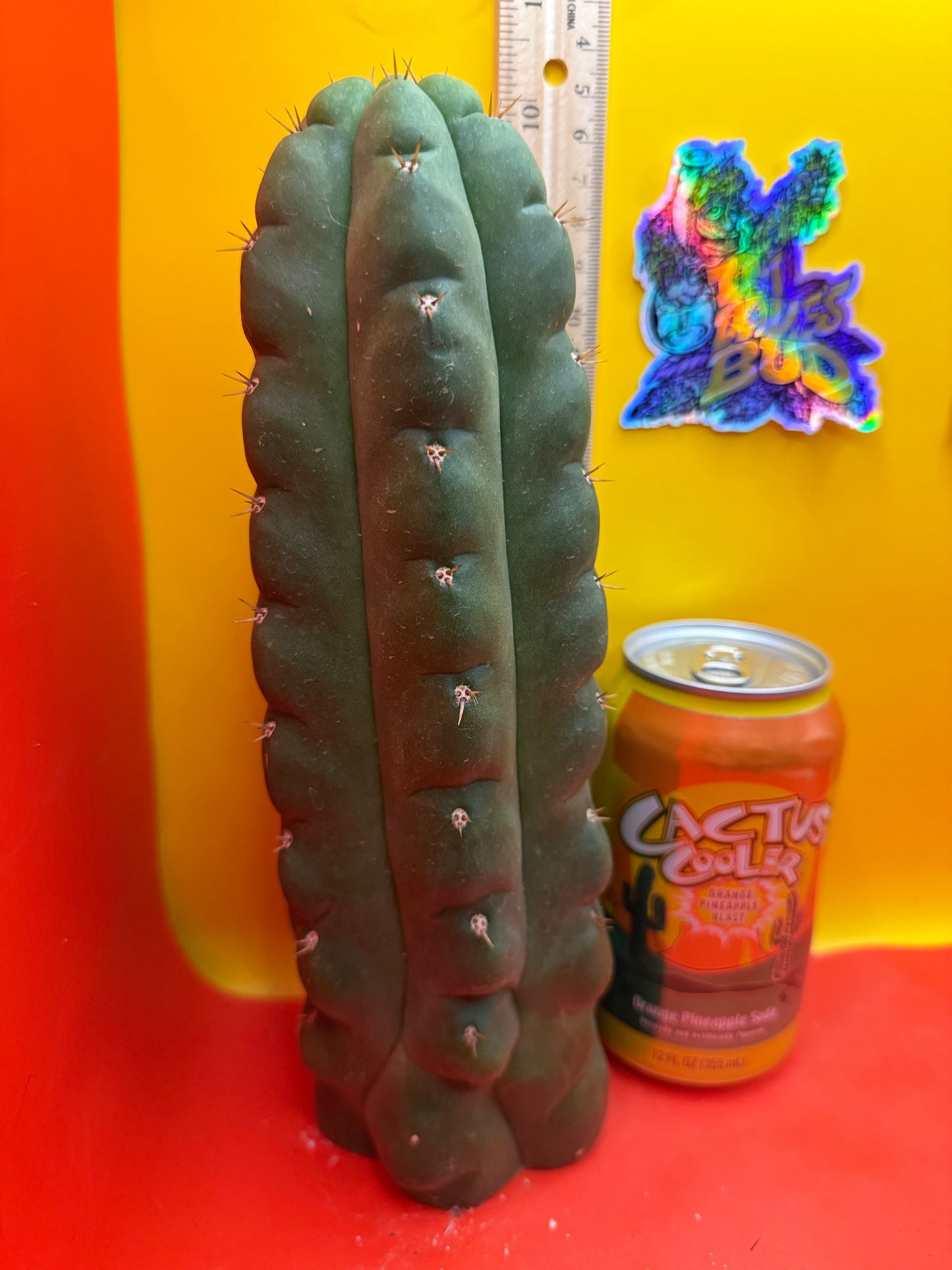 TPM ! Exact cactus