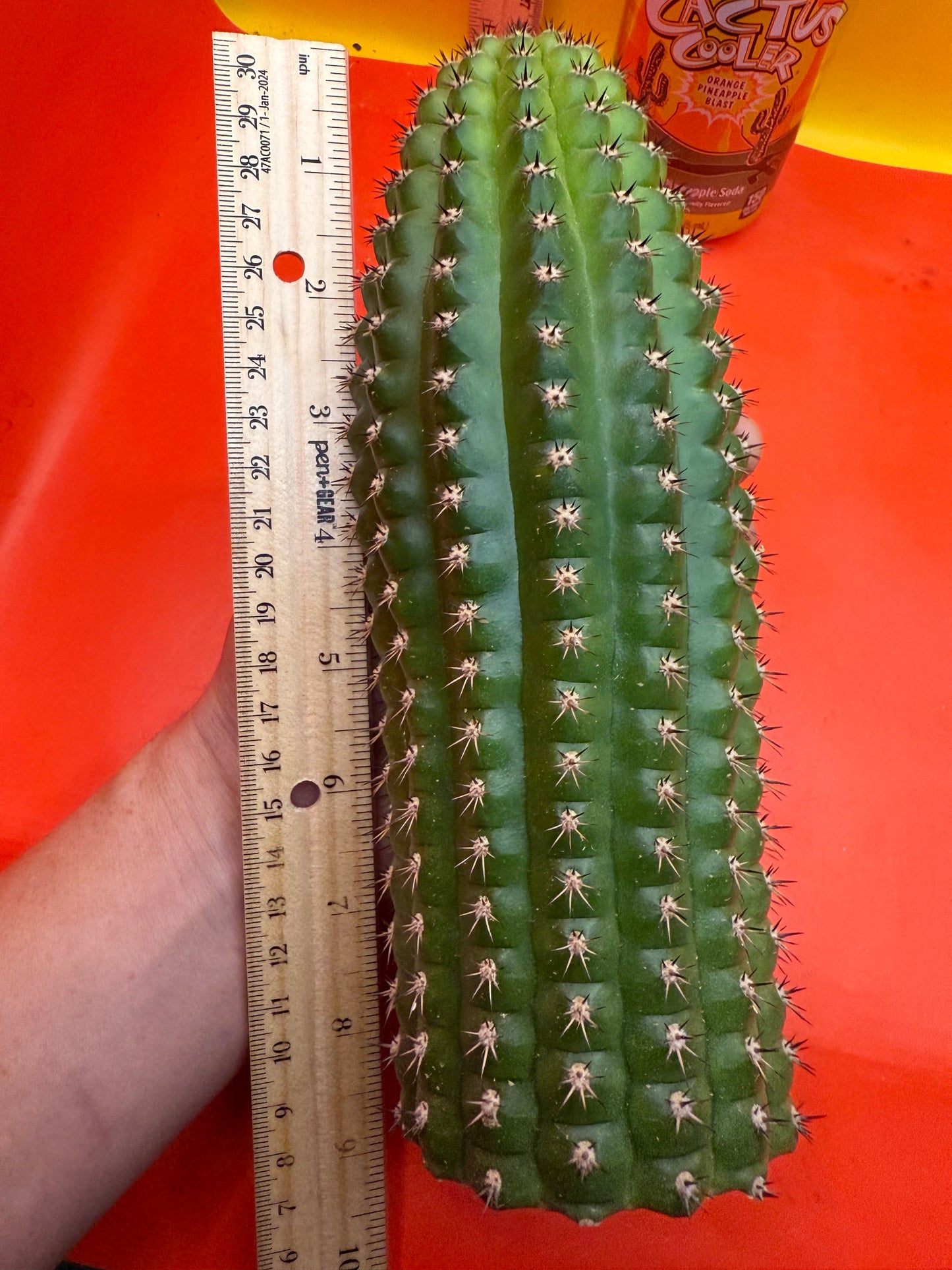 Trichocereus Brevispinulosus