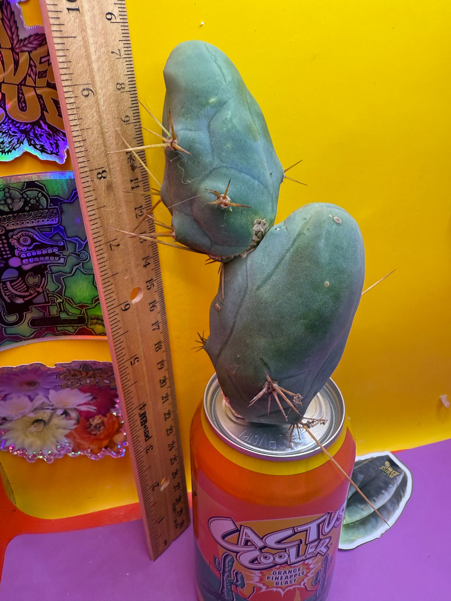 TBM !!!! Huge double segment cactus