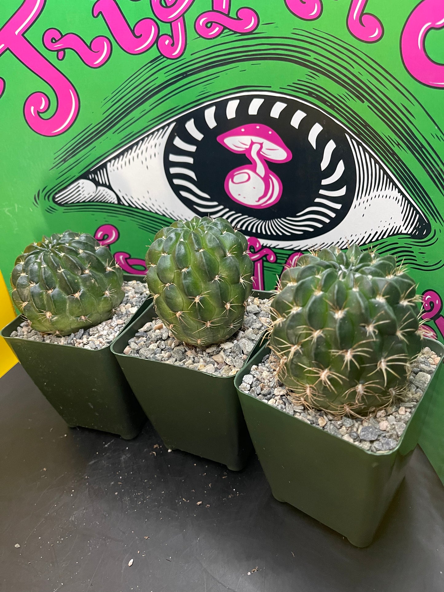Lobivia !!!!These get Big gorgeous flowers , can be cross pollinated with trichocereus !!