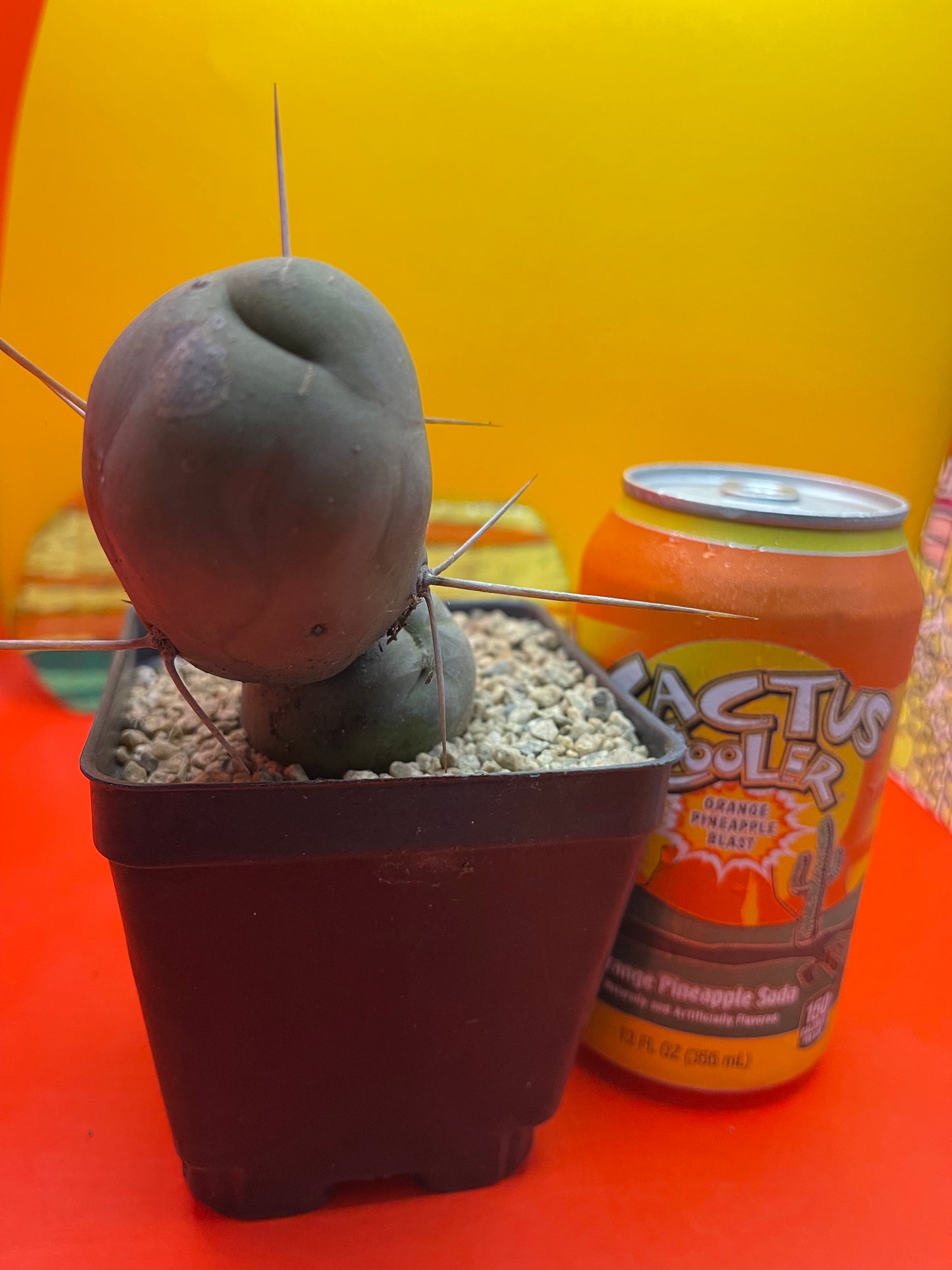 Tbm CACTUS !!!