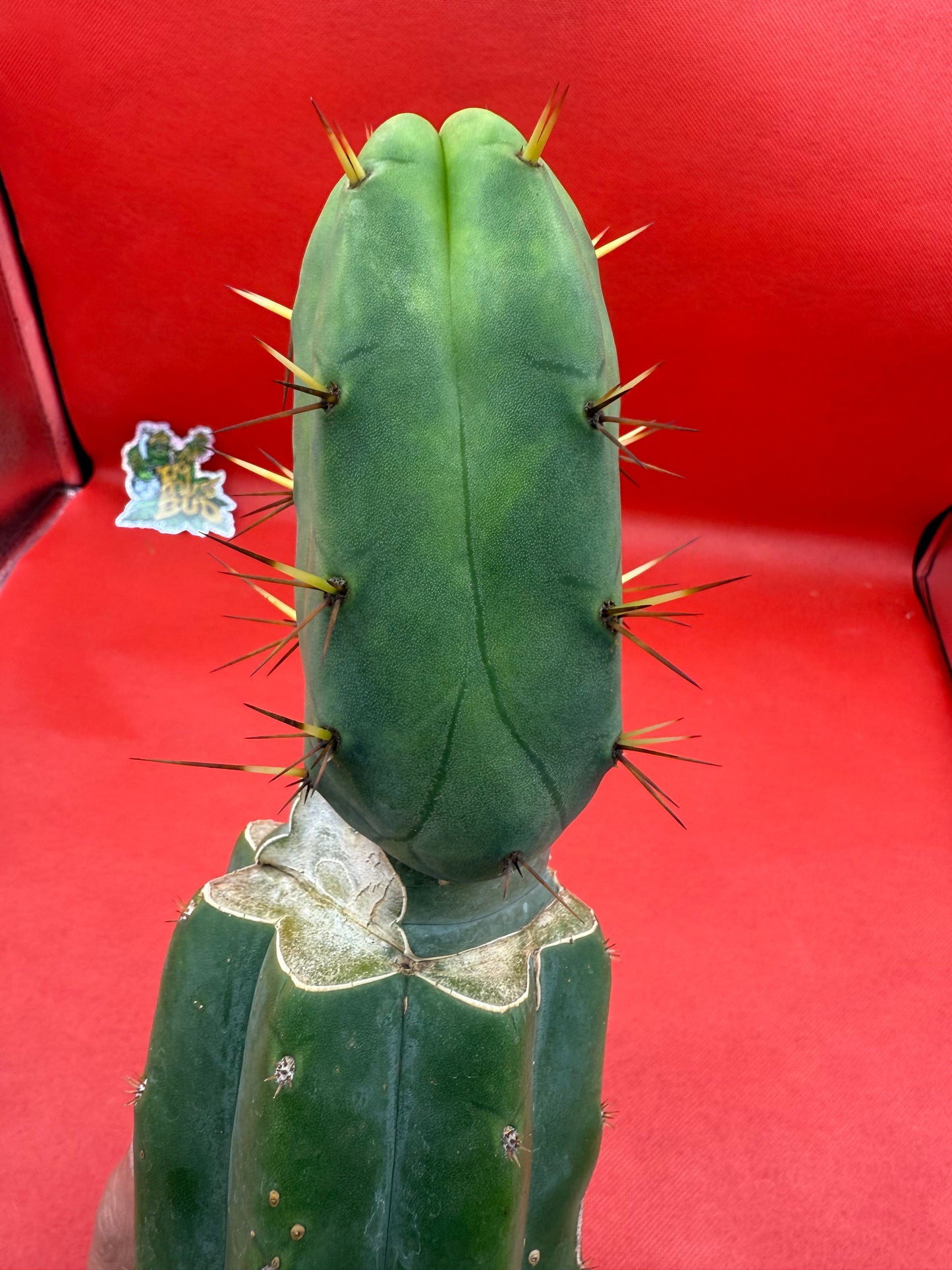 “Jimzz twin spines” grafted cactus