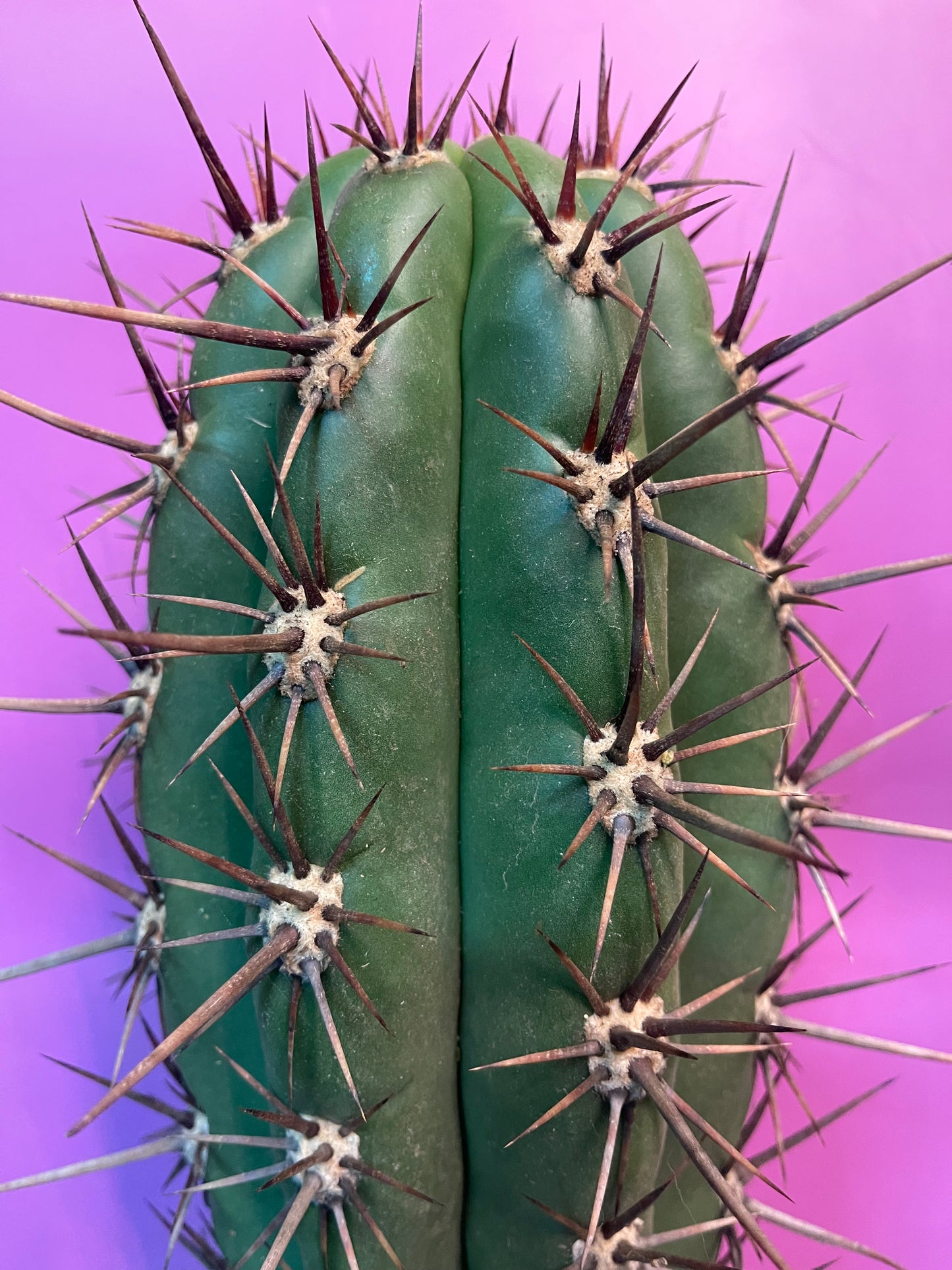 TRICHOCEREUS TACAQUIRENSIS