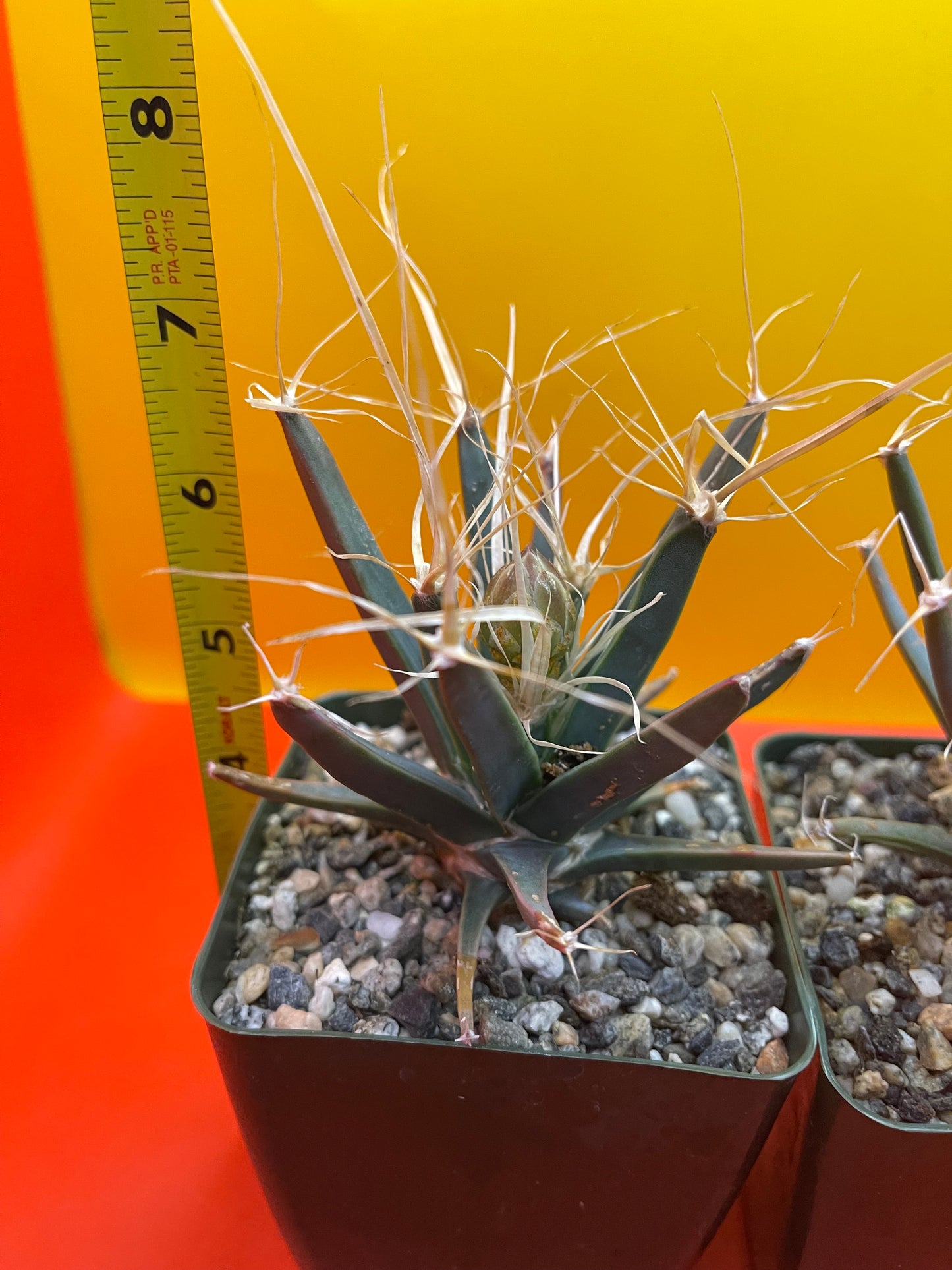 Leuchtenbergia principis with flower buds