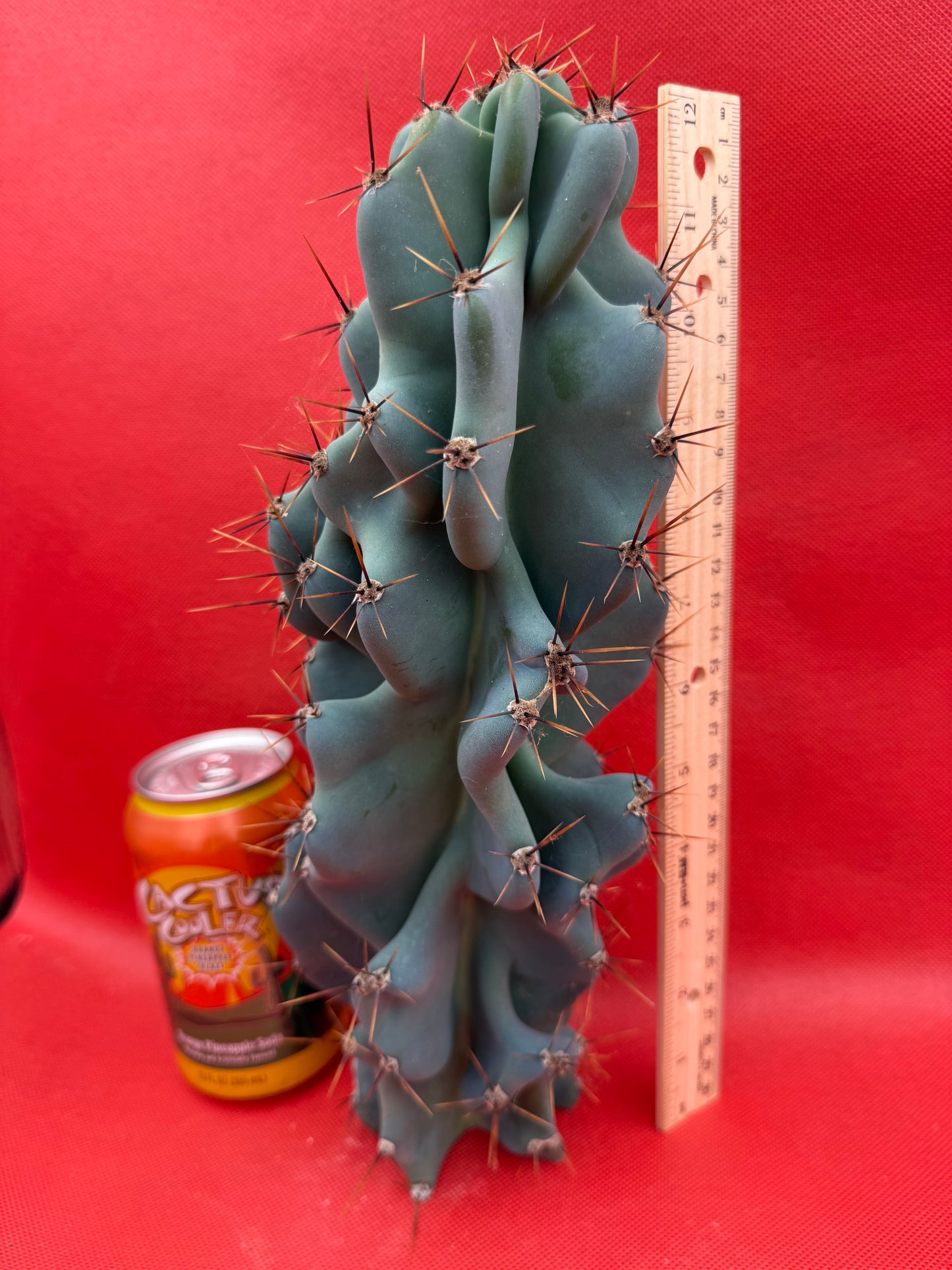 Cereus Monstrose - Gets cactus apples !