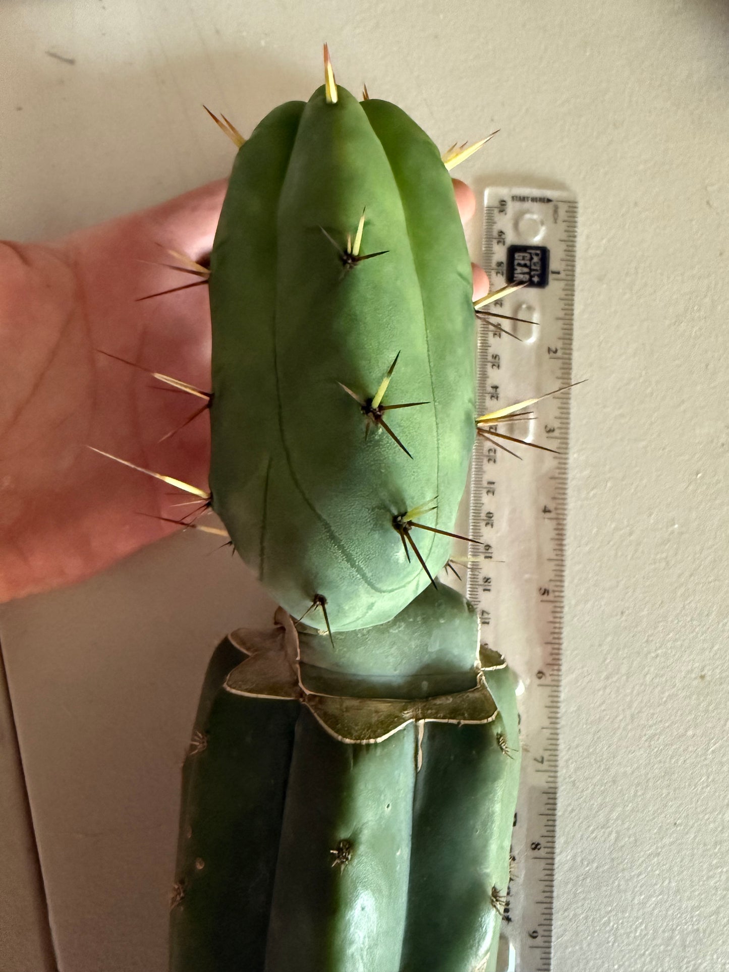 “Jimzz twin spines” grafted cactus