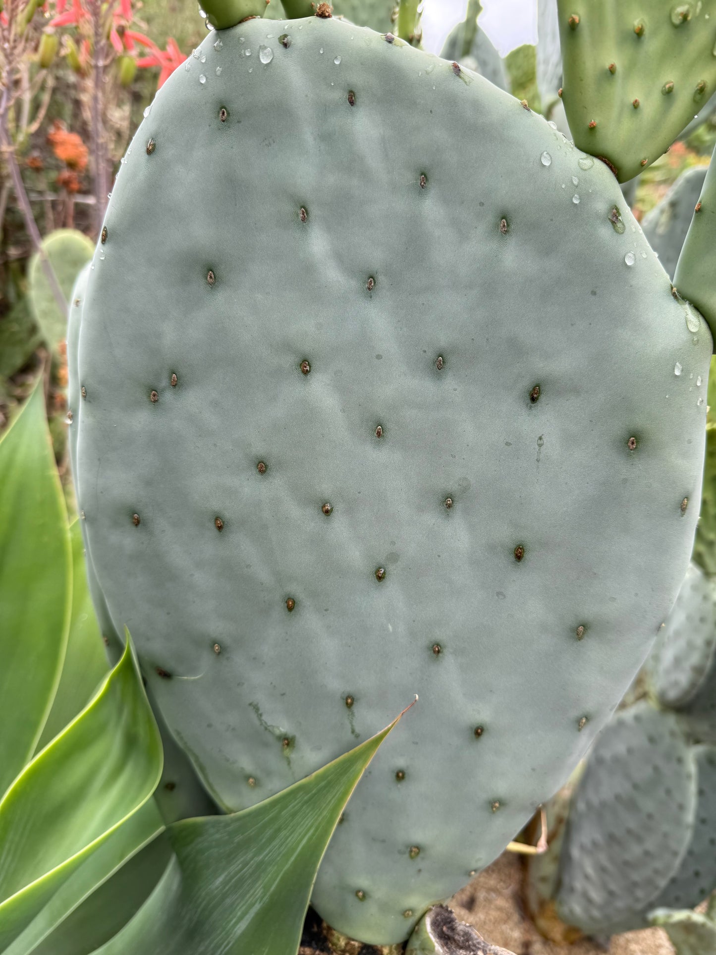 Spineless Opuntia