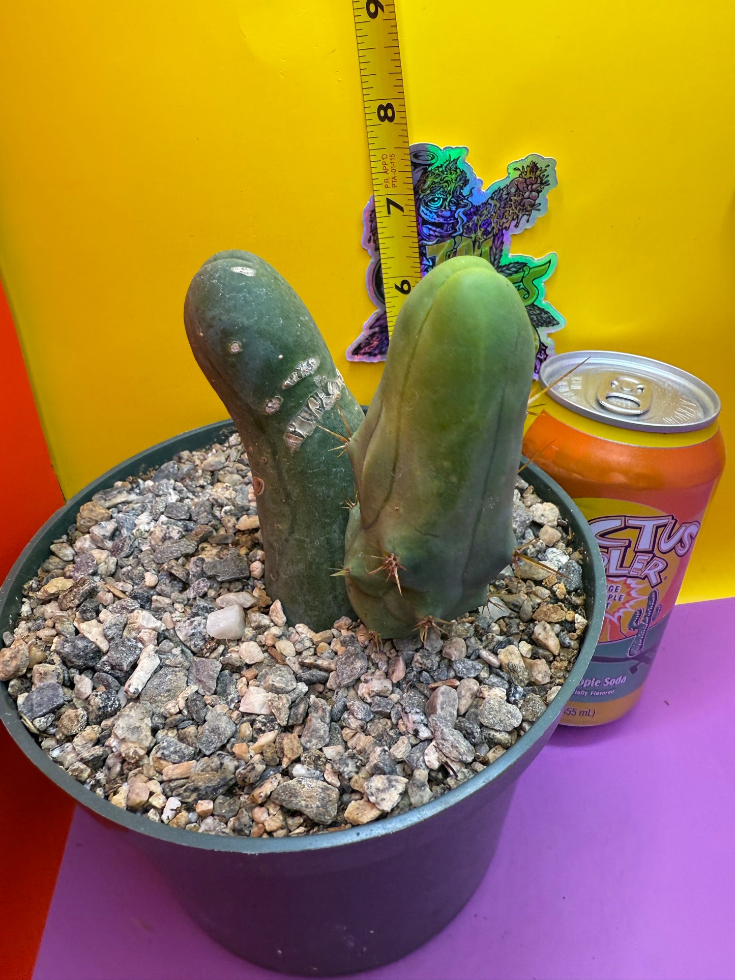 TBM cactus !!