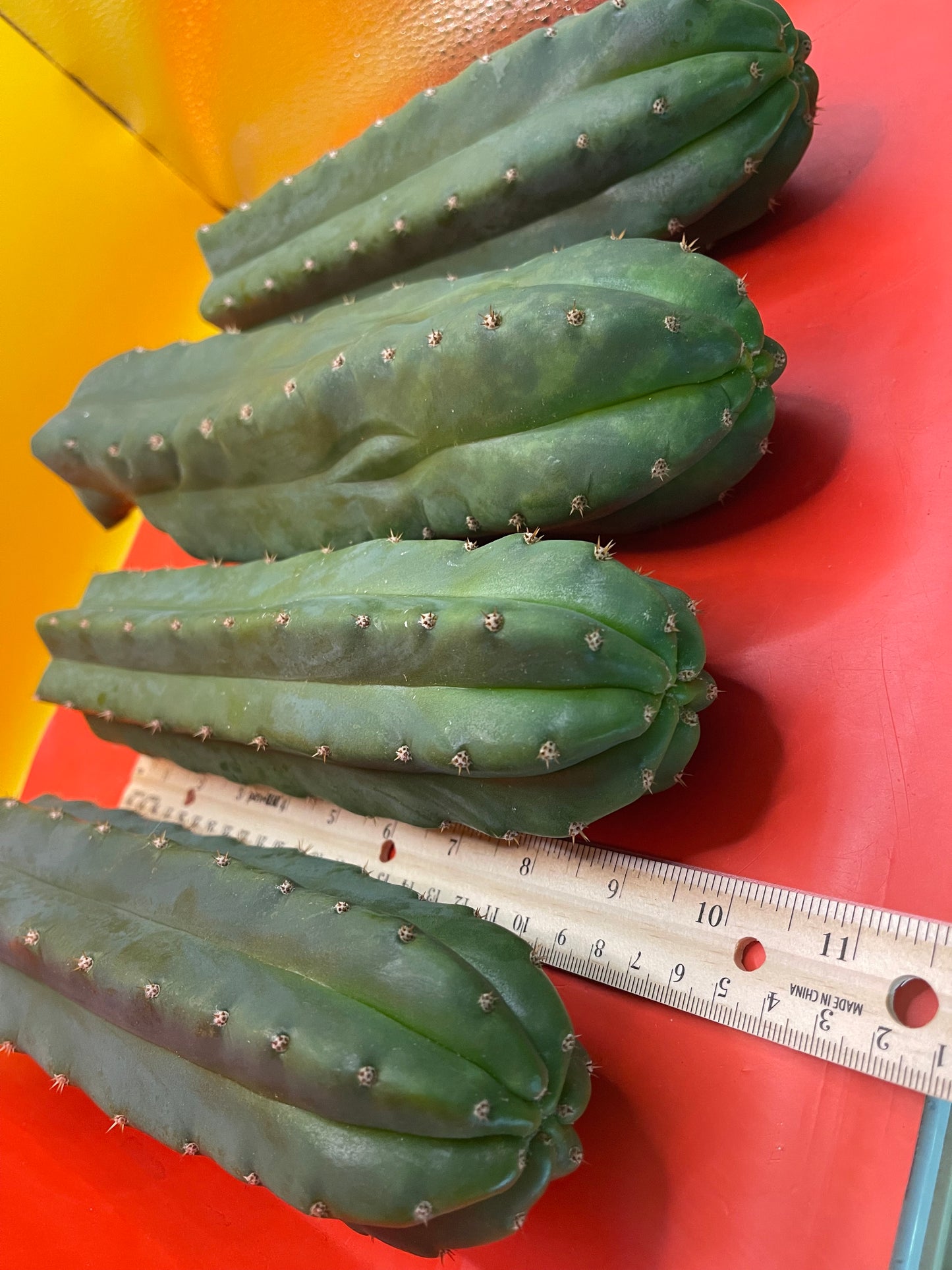 Fresh cut San Pedro Cactus !