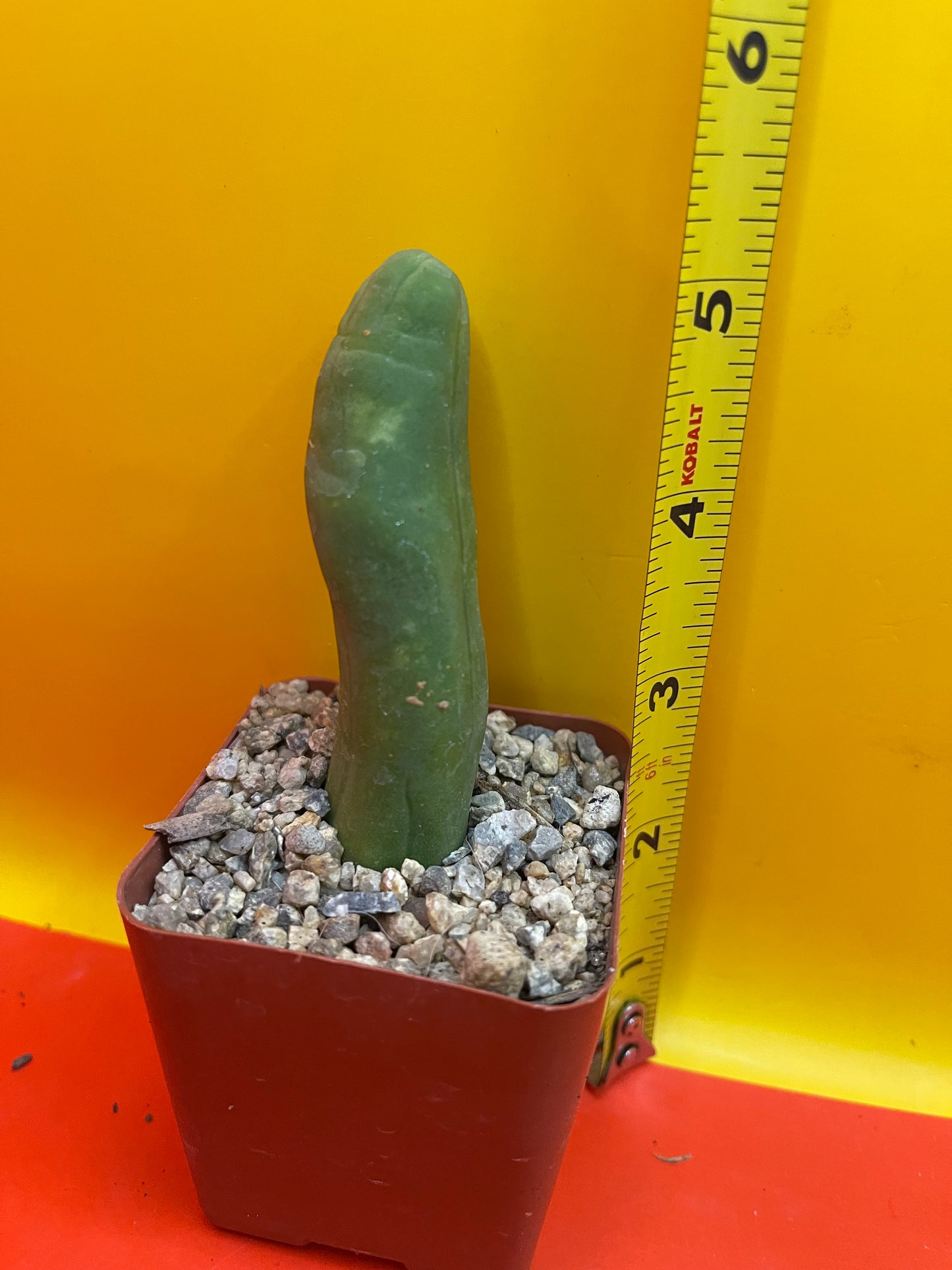 Small potted Tbm
