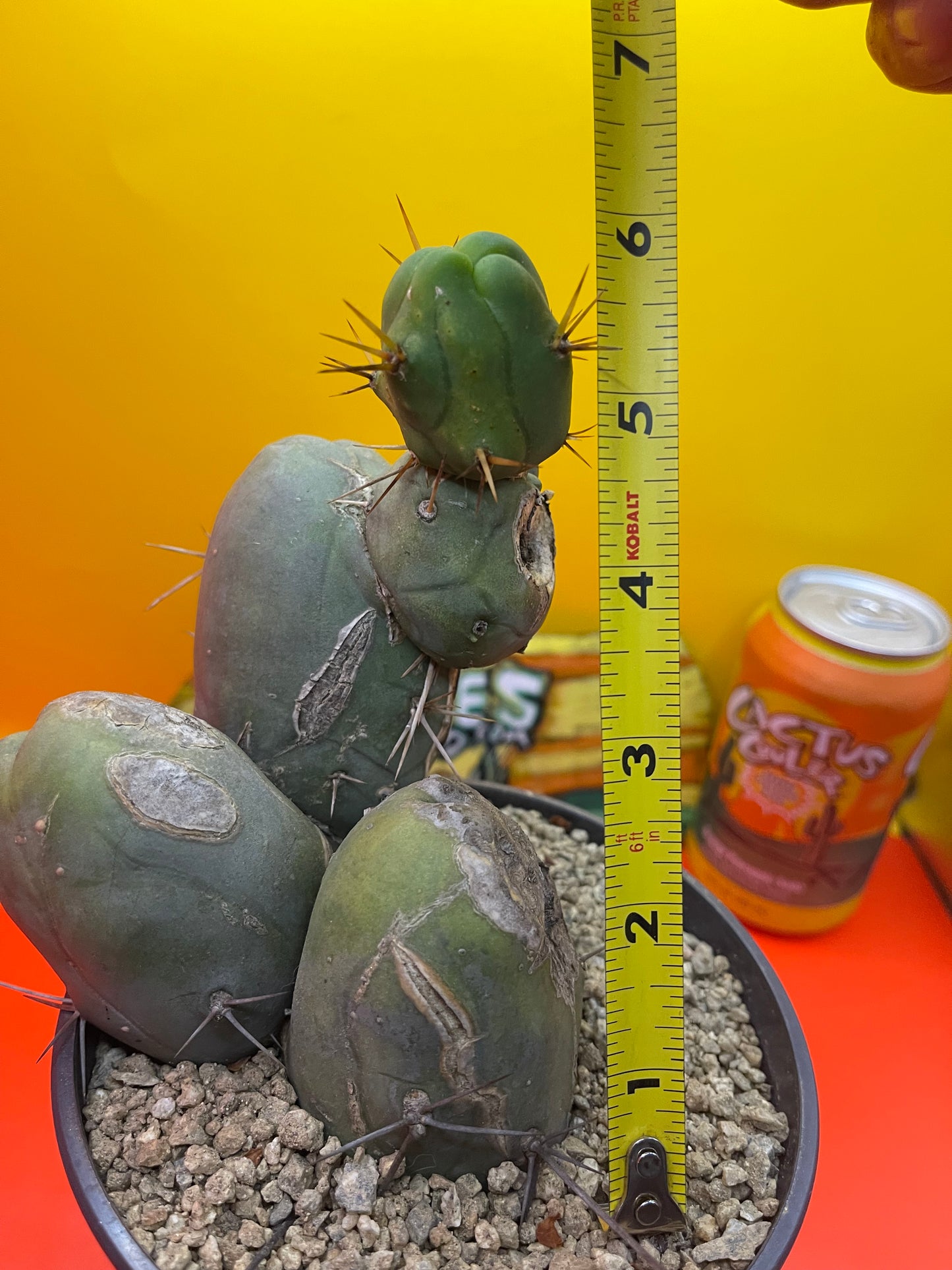 Tbm cactus !!!