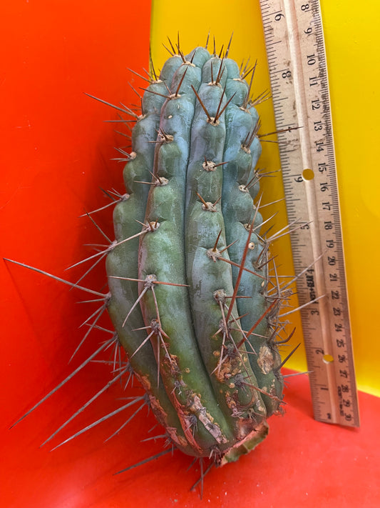 Serra Blue trichocereus cactus cutting (San Pedro )
