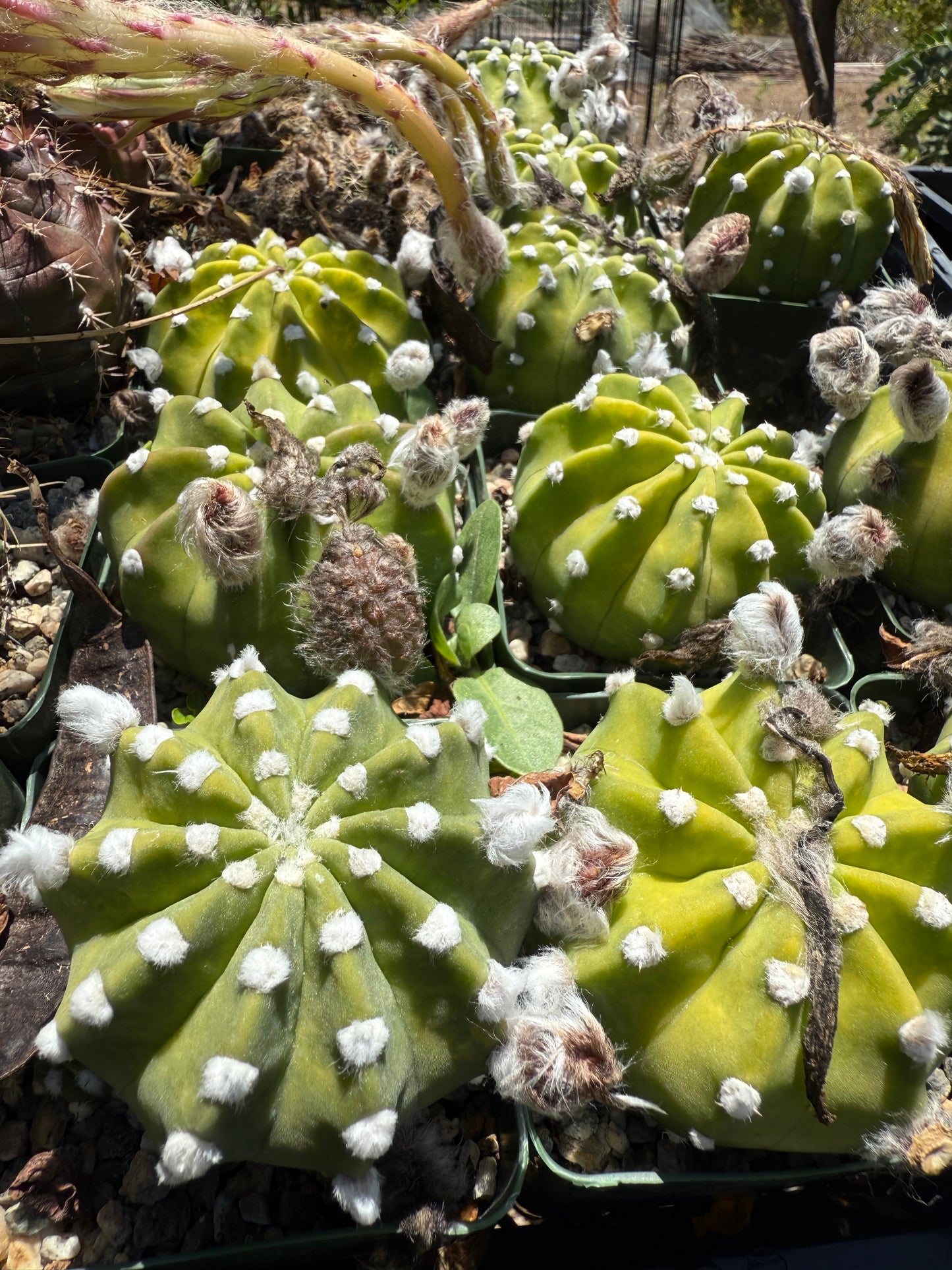 Domino Cactus seeds