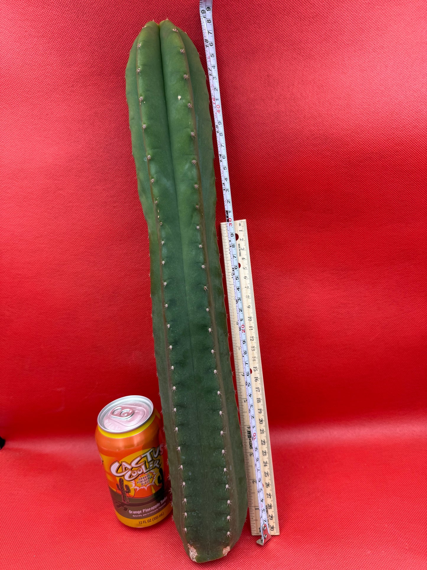 “CAHUILLA” 18 inches+ !!!!