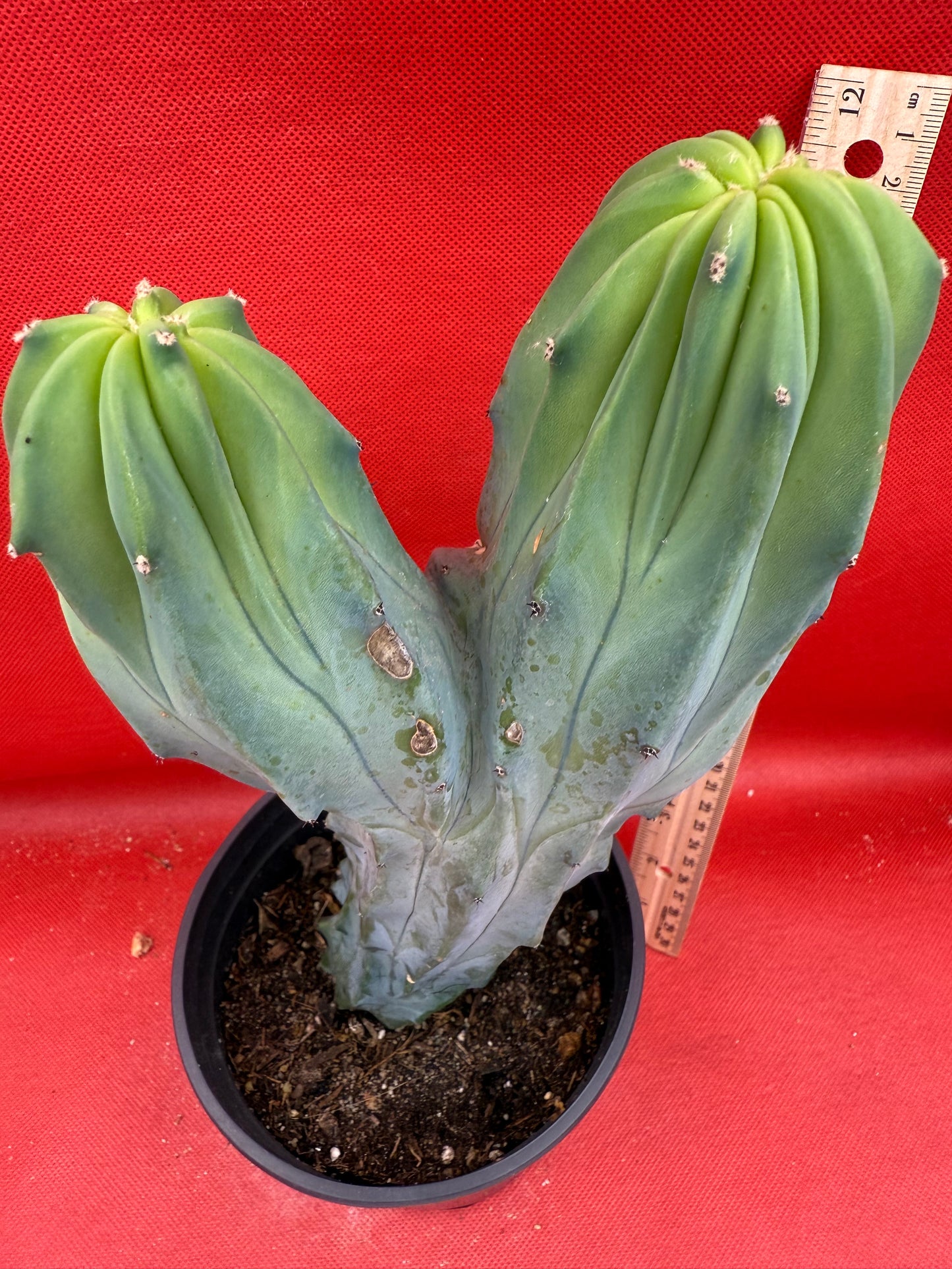 Dicot cresting Myrtillocactus!