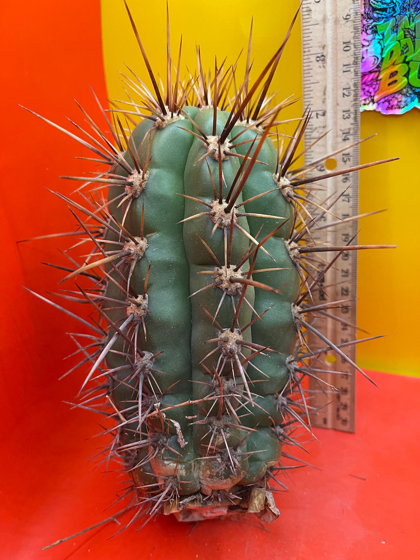 Trichocereus Tacaquirensis