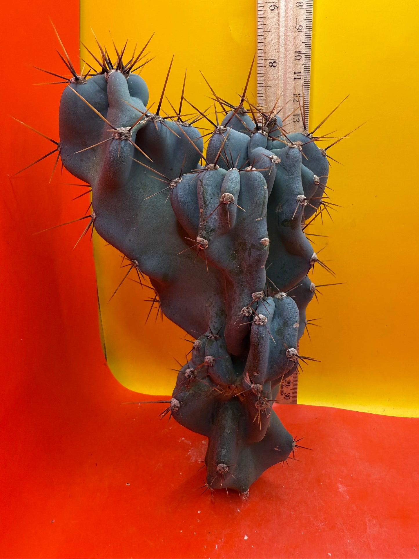 Cereus monstrose