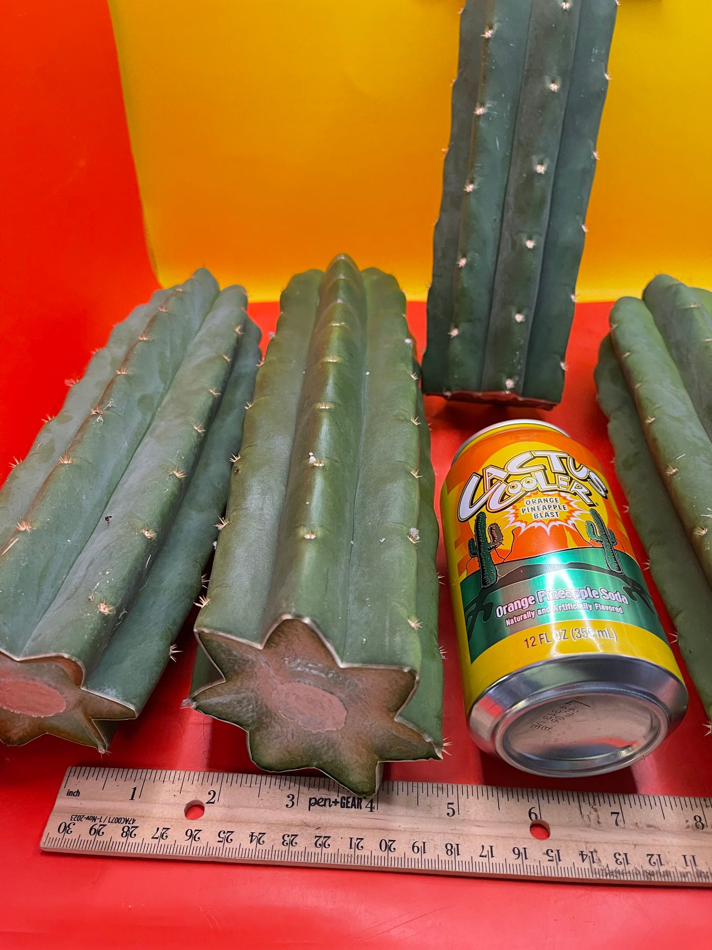 SAN PEDRO CACTUS CUTTING !