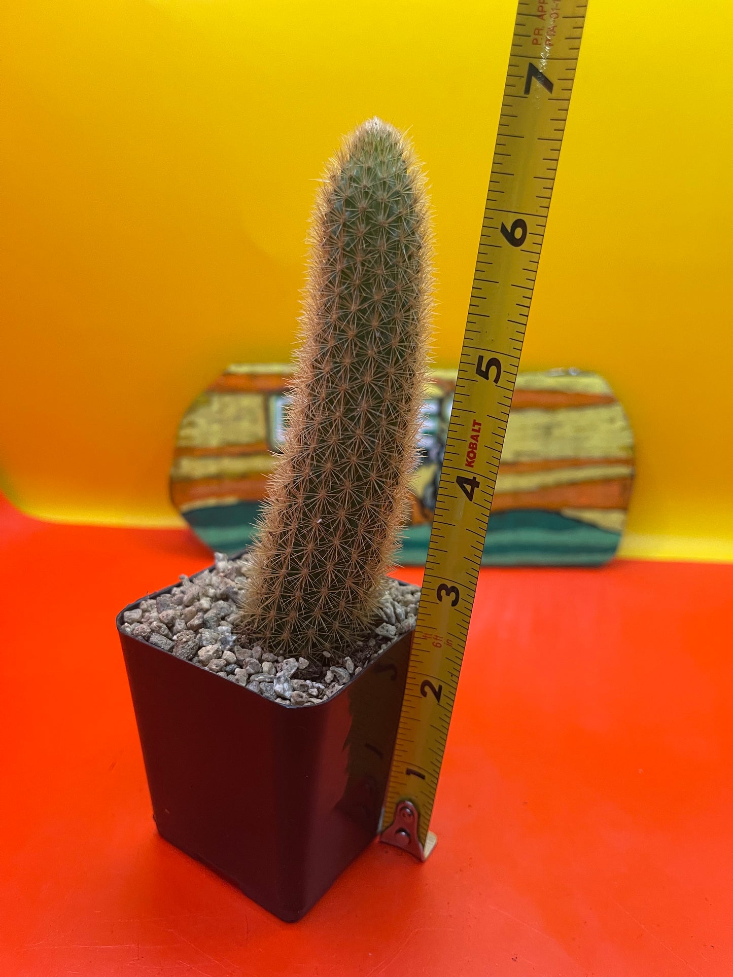 Golden foxtail cactus