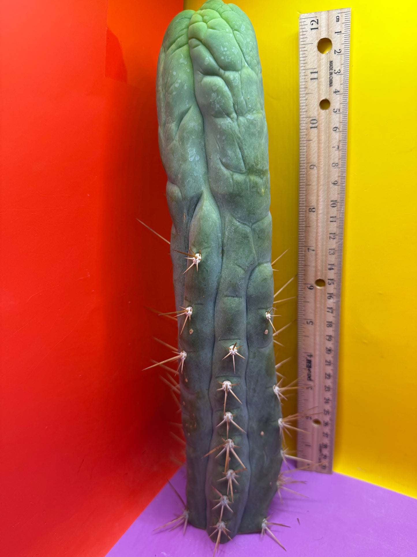 Bruce’s Dragon - almost 3” thick !