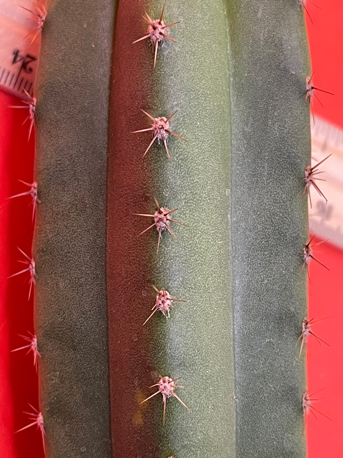 Trichocereus “MT”
