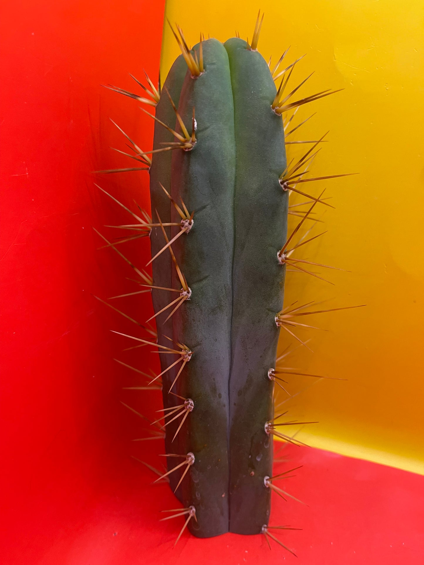 SON OF RON bridgesii