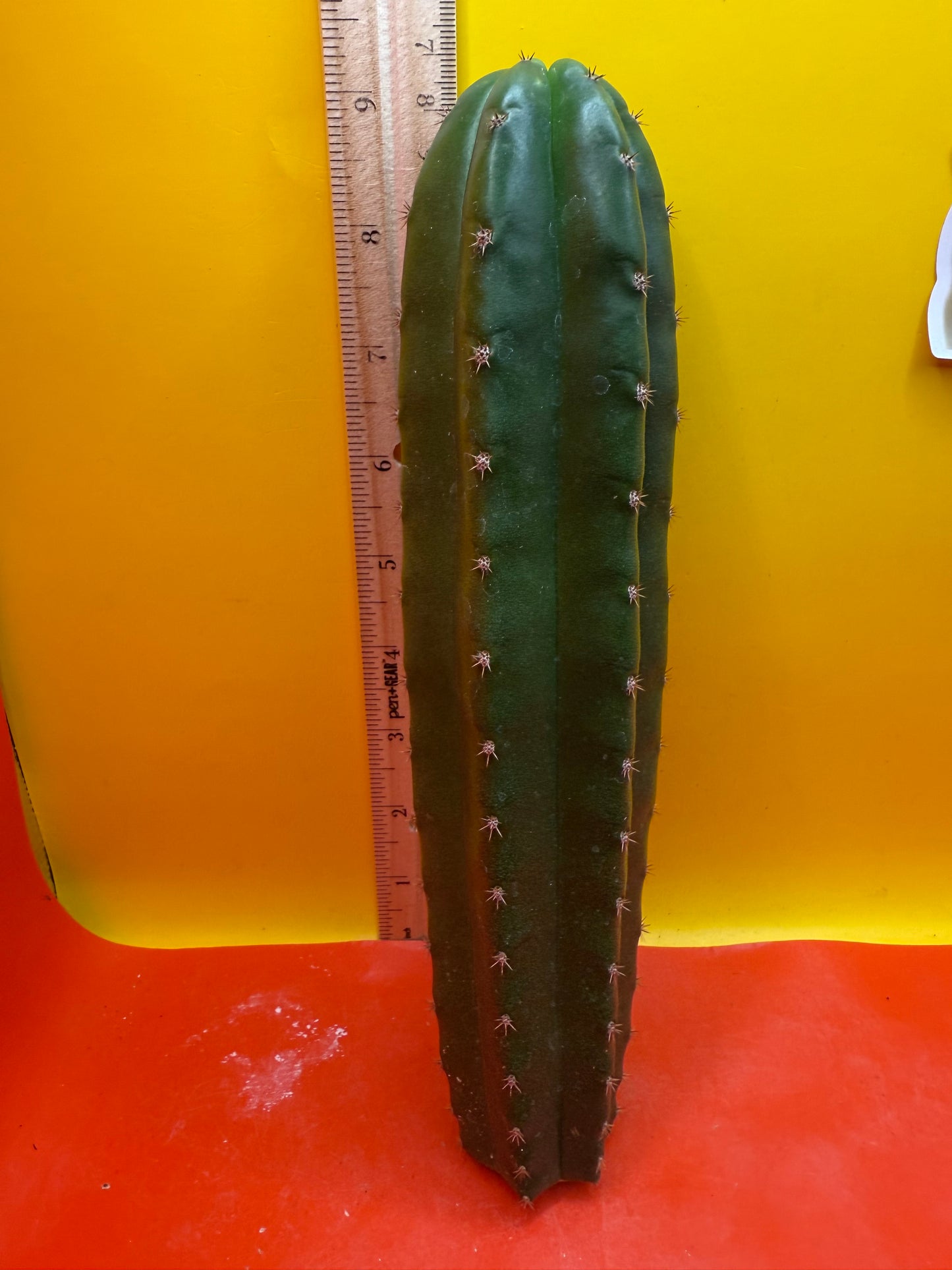CAHUILLA OP !