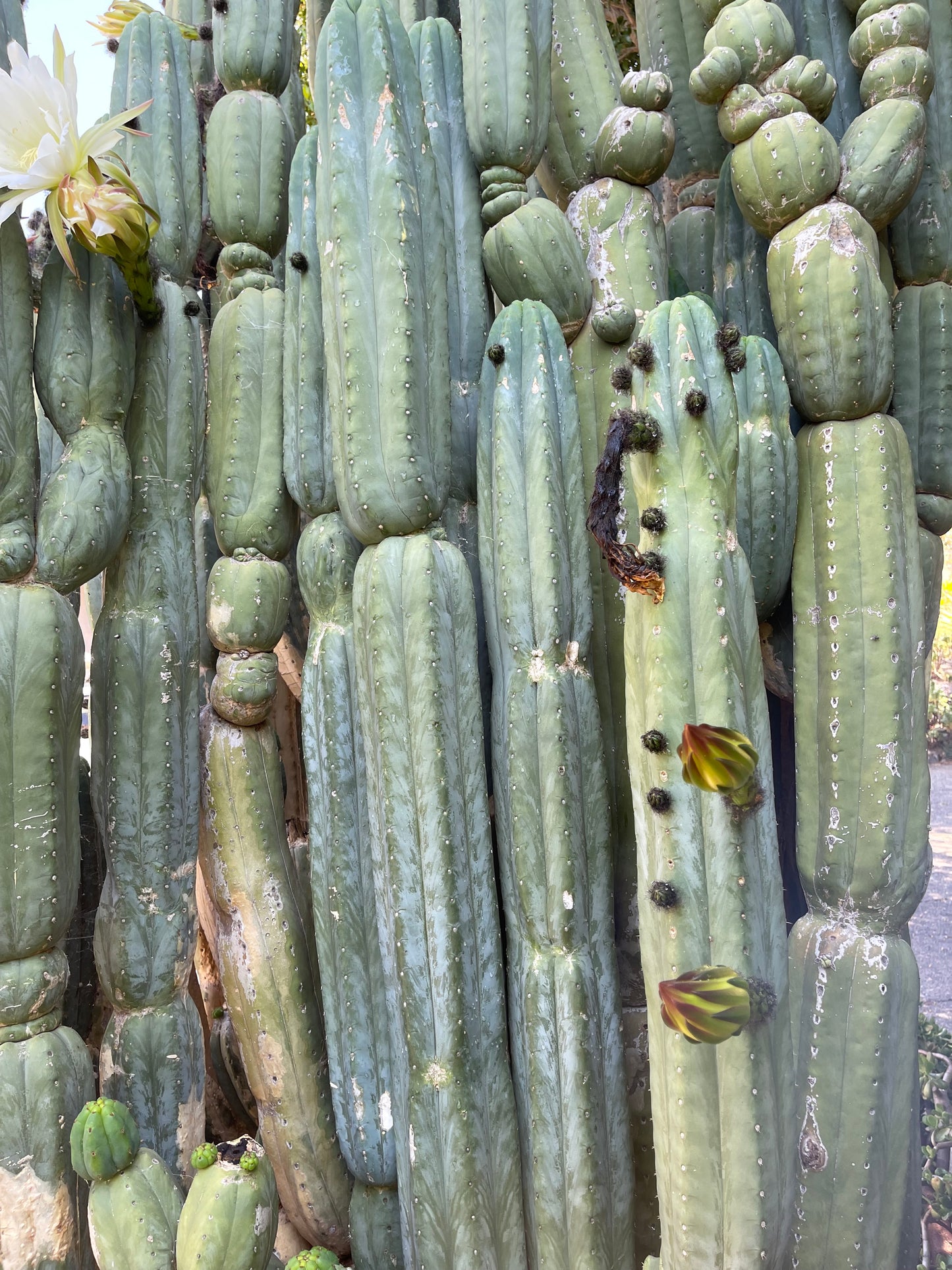 100 San Pedro Cactus - “Cahuilla” seeds!!