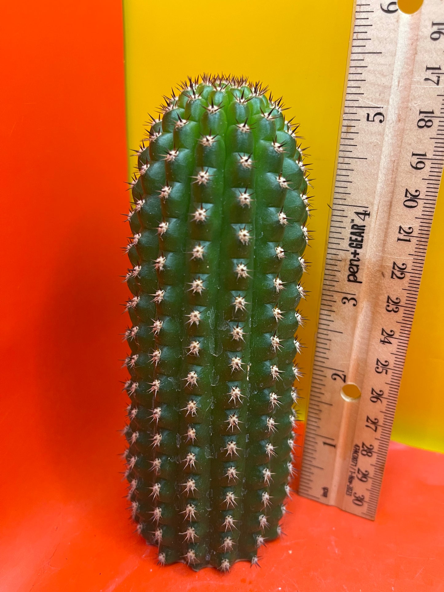 Trichocereus Brevispinulosus