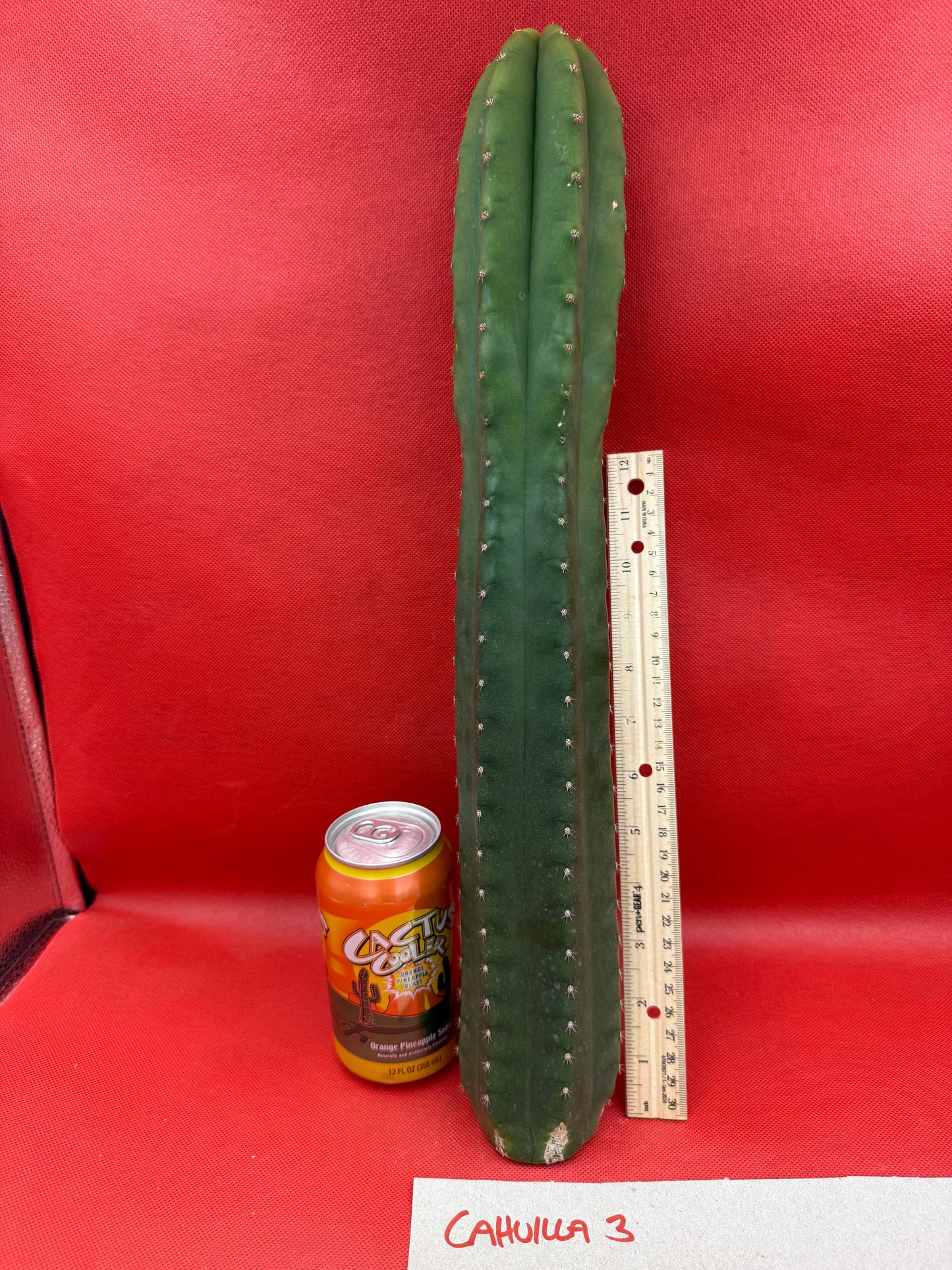 “CAHUILLA” 18 inches+ !!!!