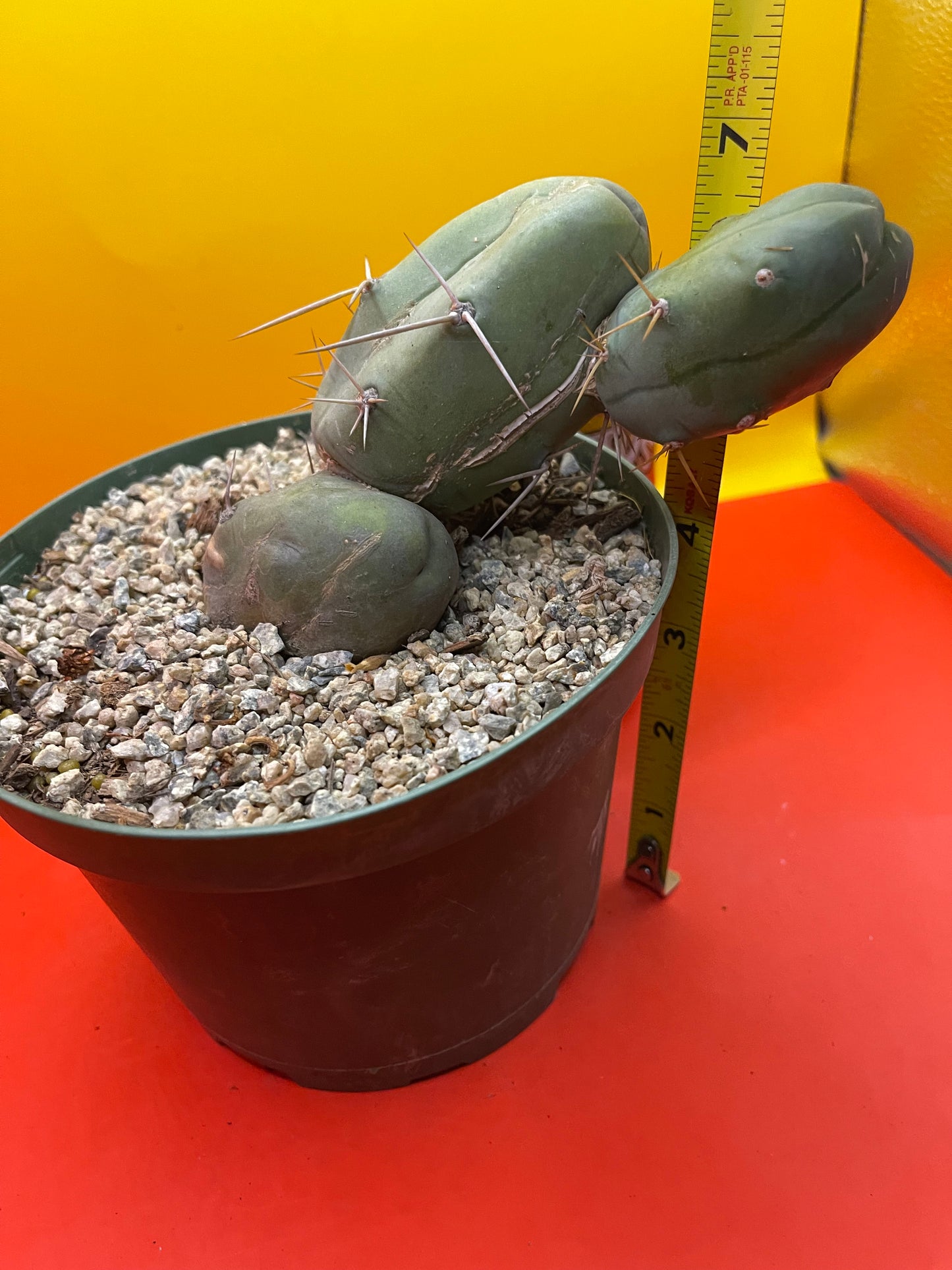“TBM cactus ”