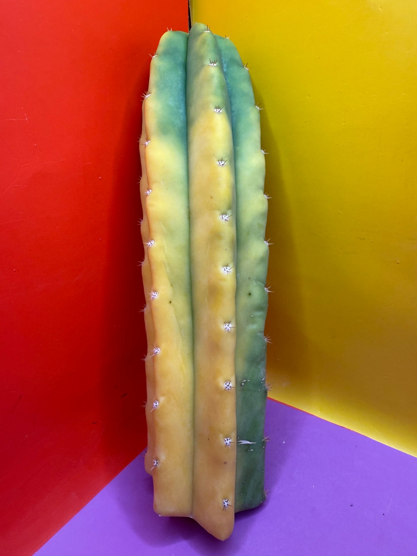 Banana San Pedro Cactus !