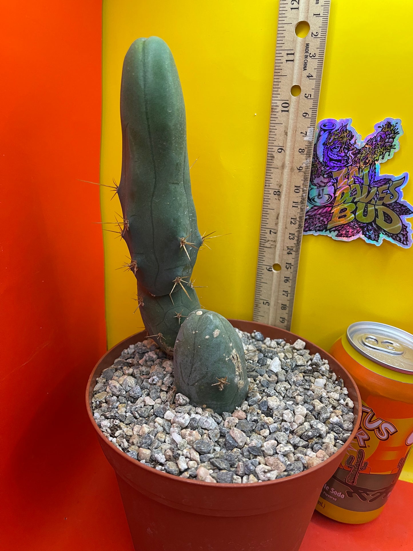 TBM-b - ships in pot - exact cactus -