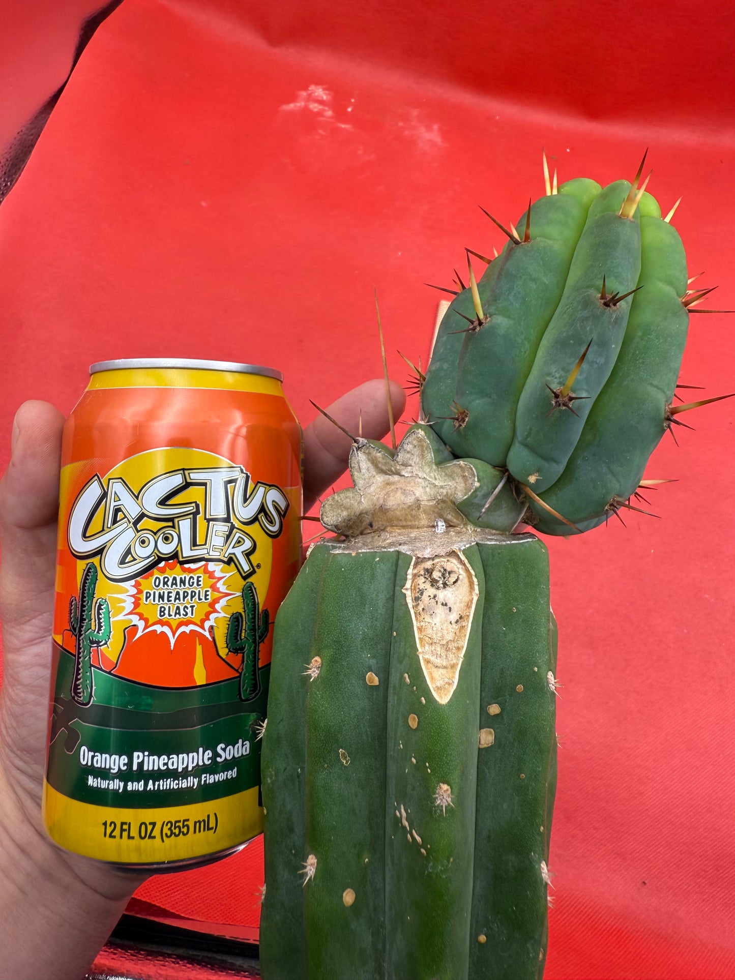 GRAFTED PALA