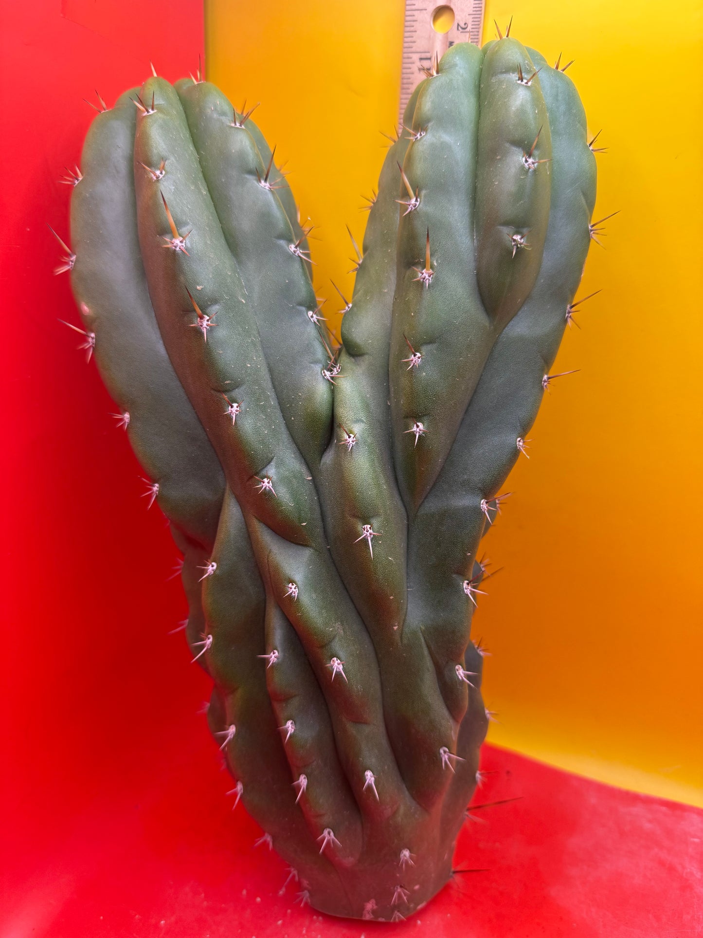 San Pedro weirdo !! - TPM !Dicot double header  !!!
