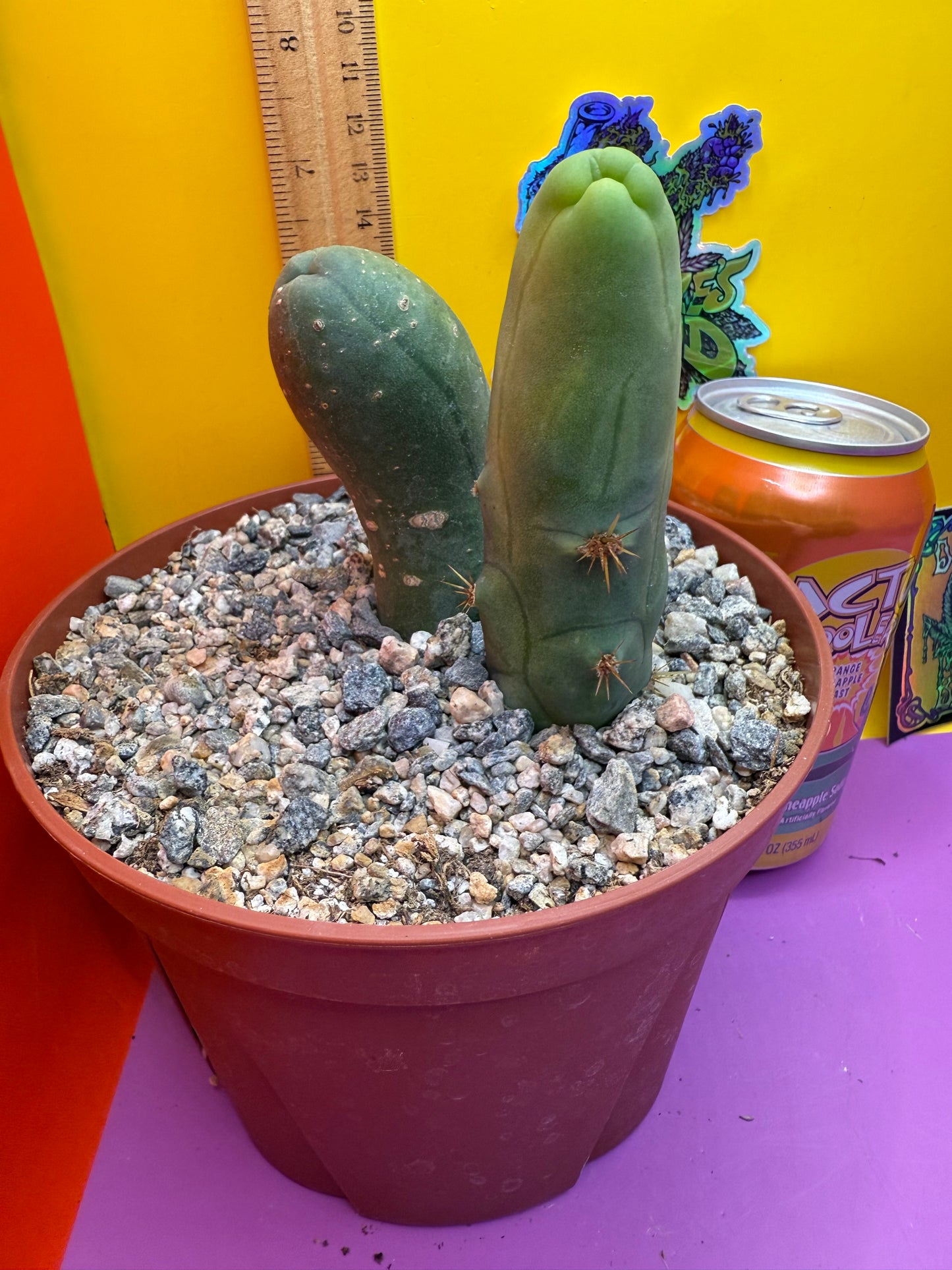 San Pedro Cactus TBM - comes in 6” wide pot !