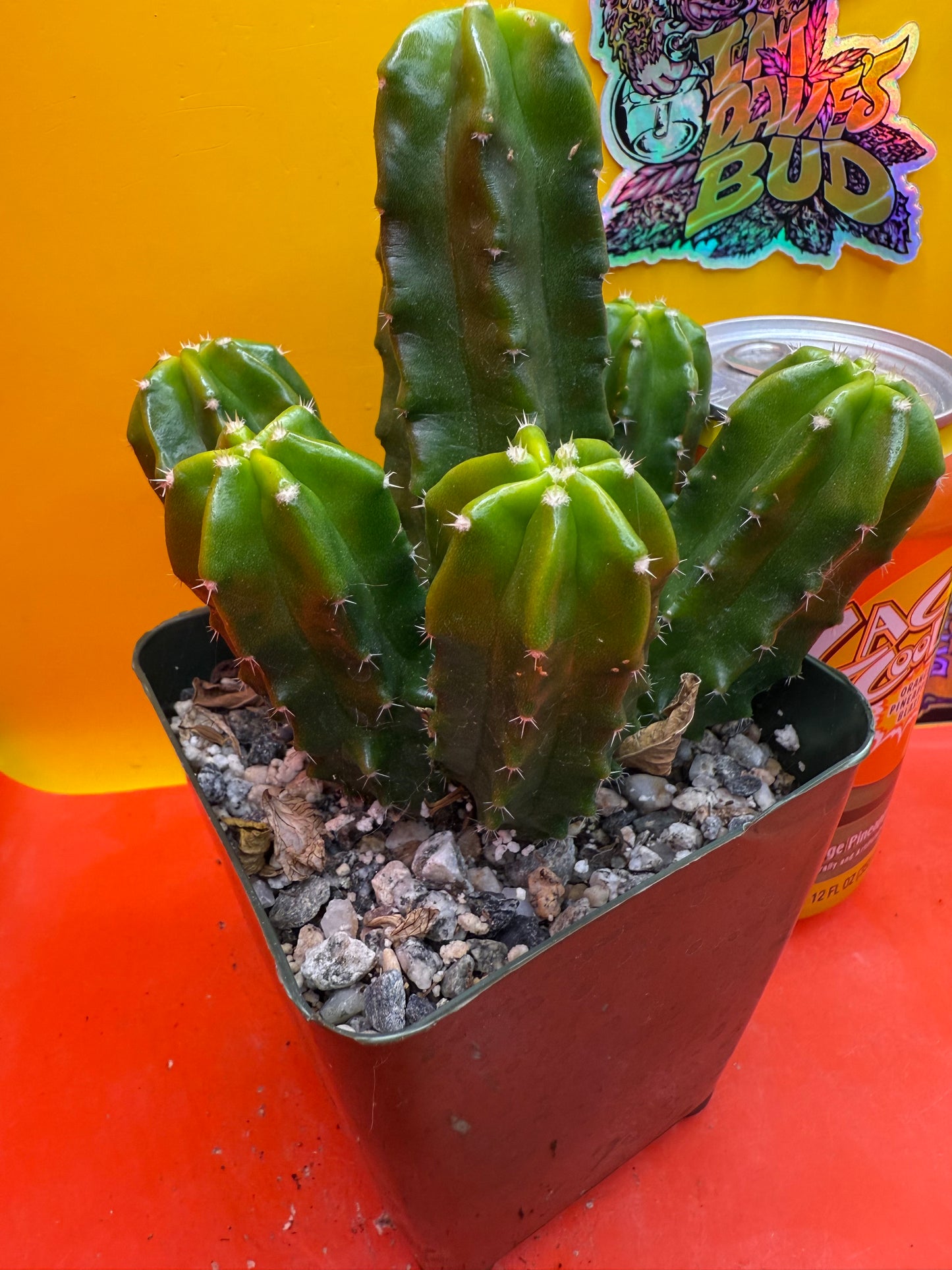 echinocereus viereckii morricalii fully rooted - ships in its pot