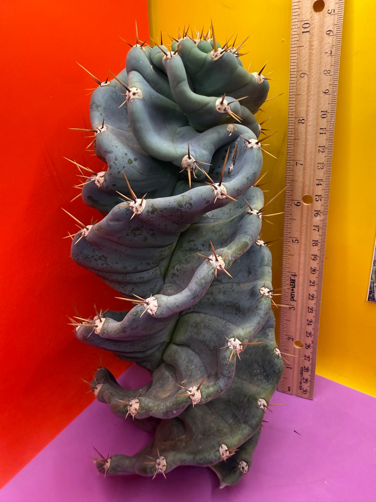 FAT 🌀🌵Spiral Cactus !Over 4” thick - Foot long