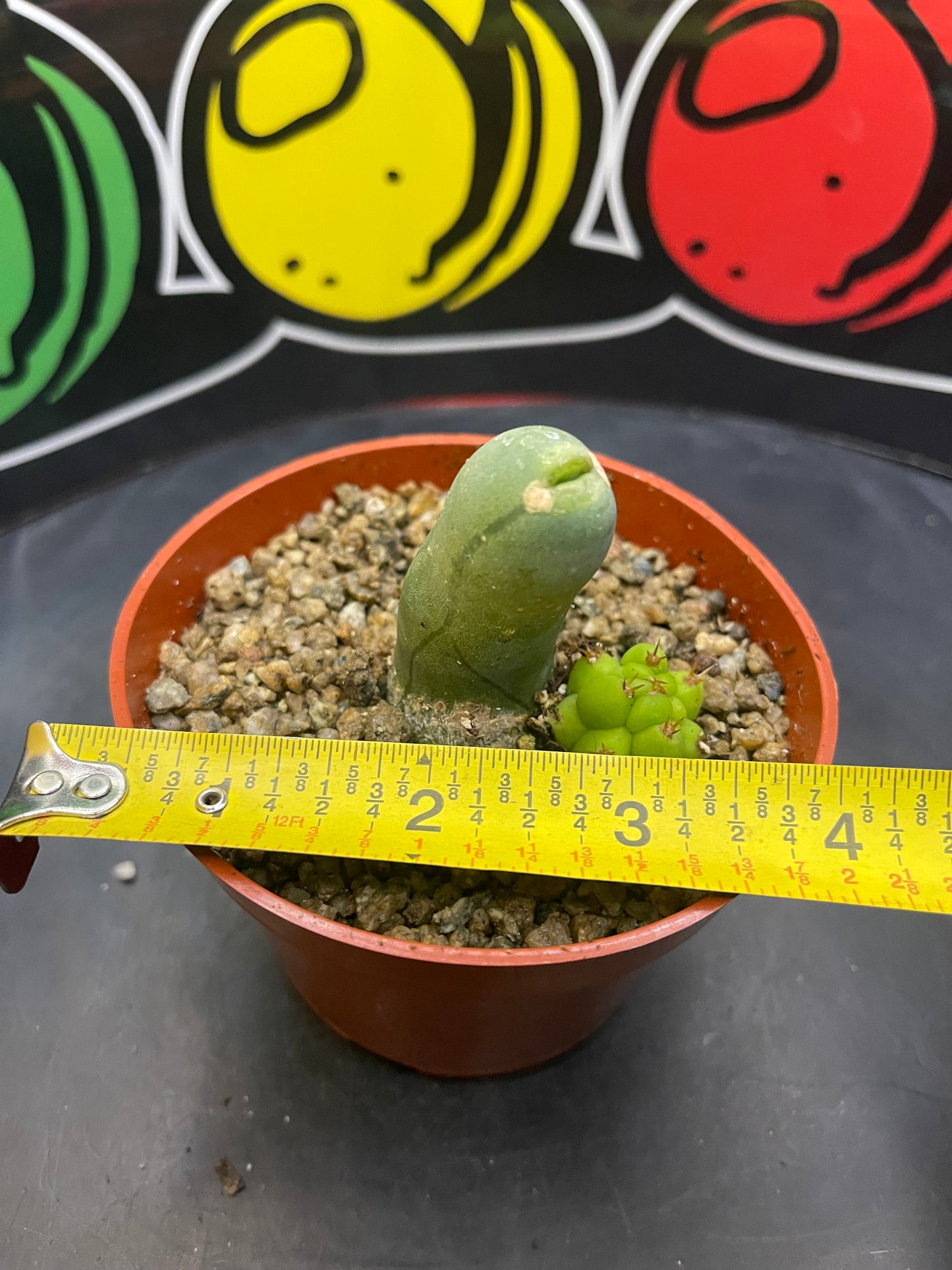 Tbm CACTUS !