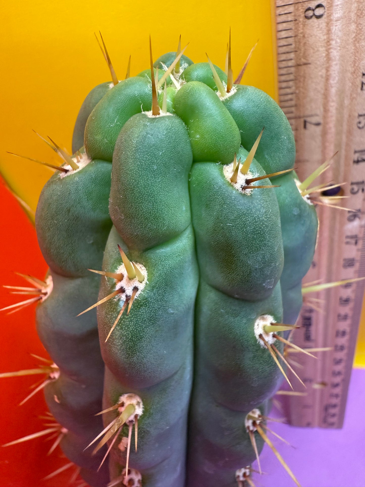 Ss03 cactus cutting