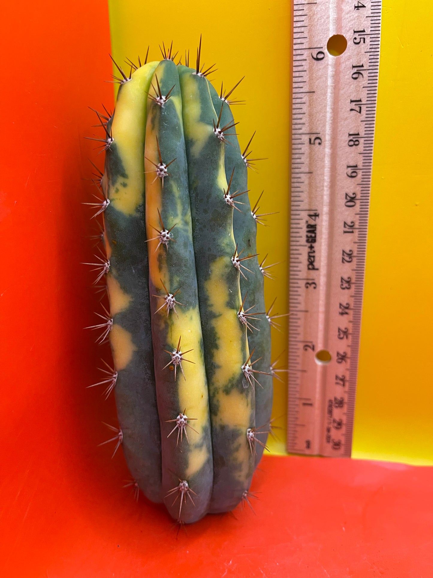 Variegated San Pedro Cactus trichocereus !